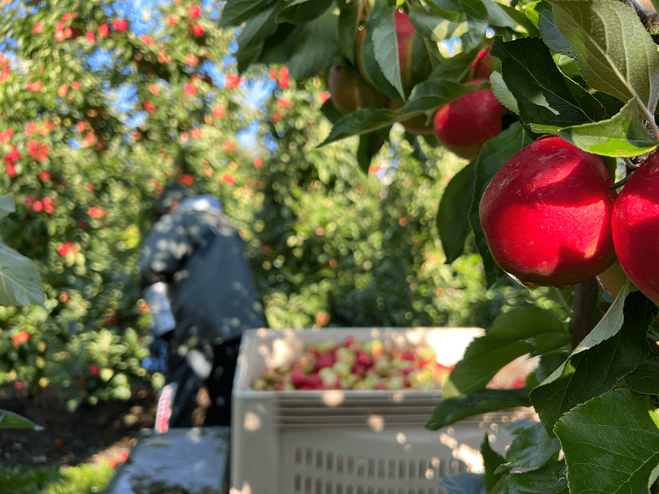 Recolección de manzanas danesas Elstar en el huerto de Ørskov Frugt