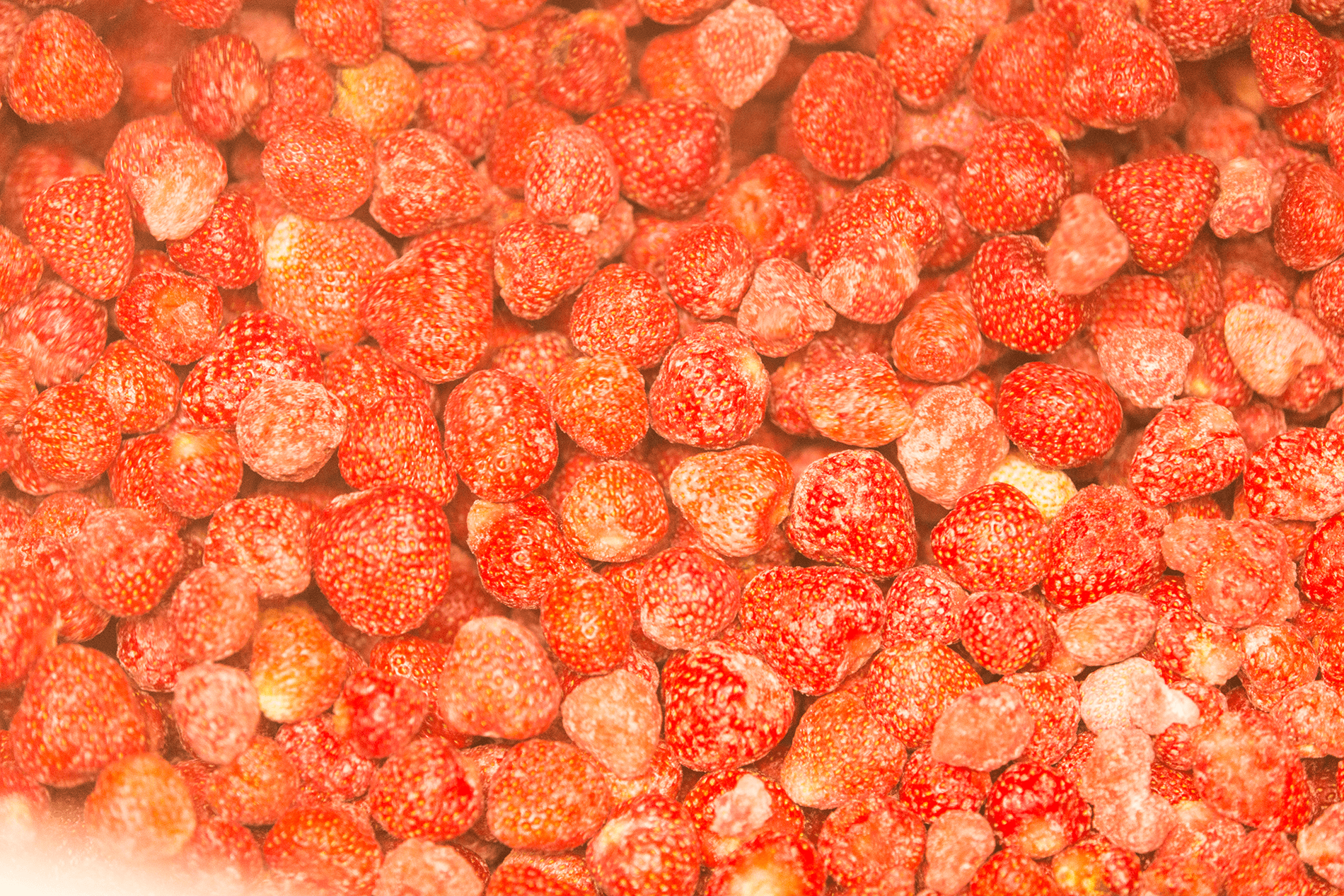 Fresas IQF procesadas en Orskov Foods