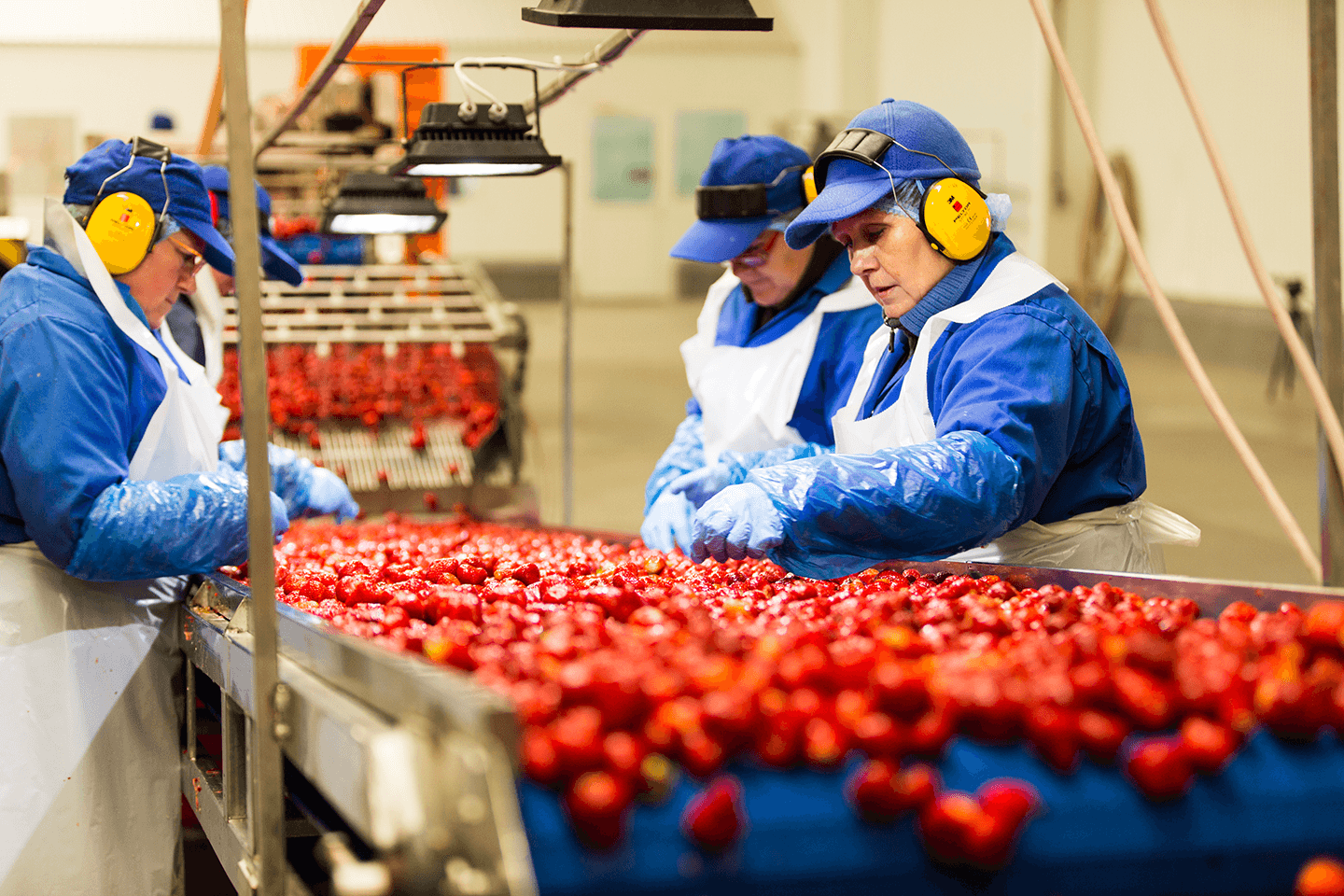 Sortering af jordbær hos Orskov Foods