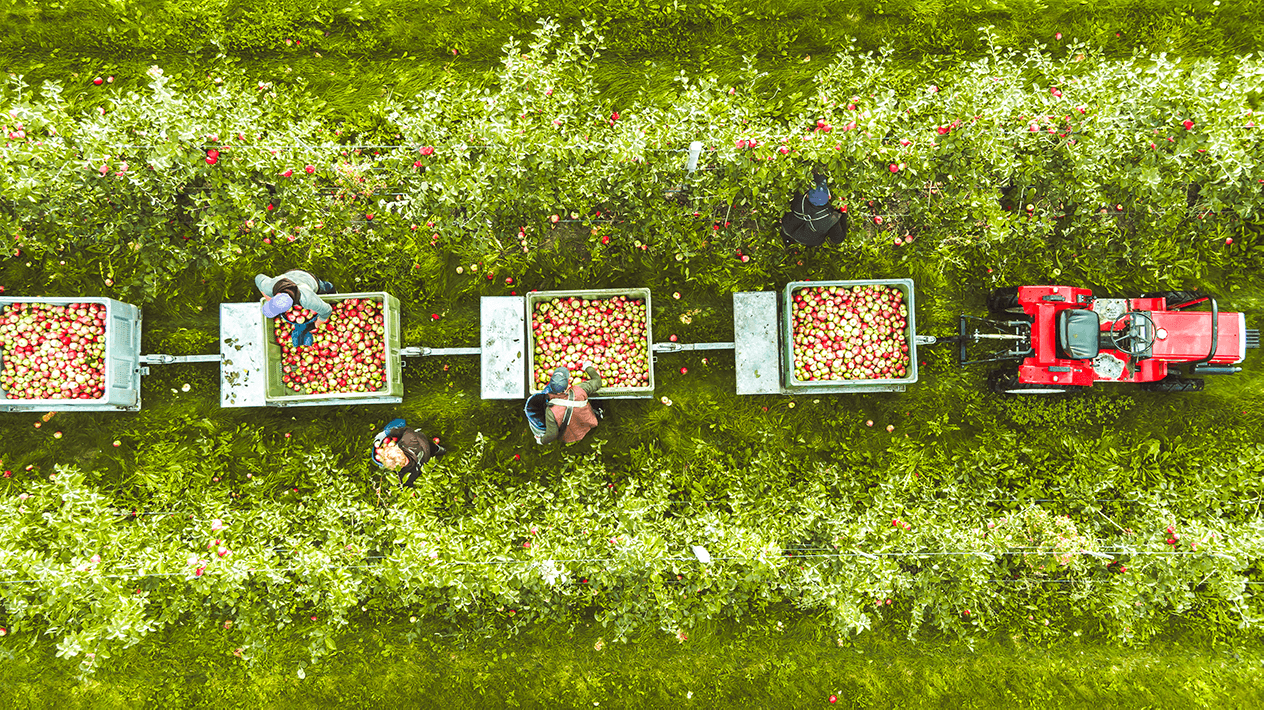 Æblehøst set fra drone i Ørskov Frugt dansk frugtplantage