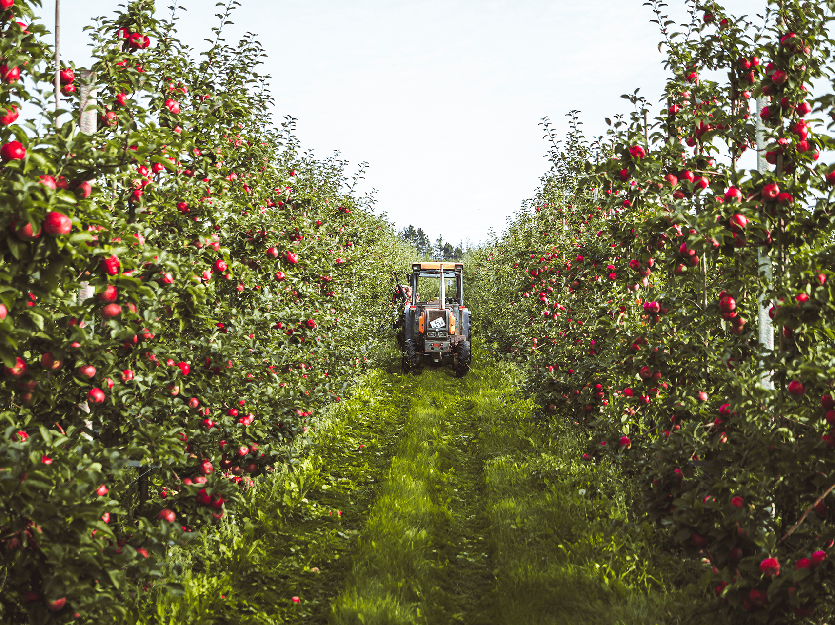Traktor w sadzie jabłoniowym zbierający duńskie jabłka