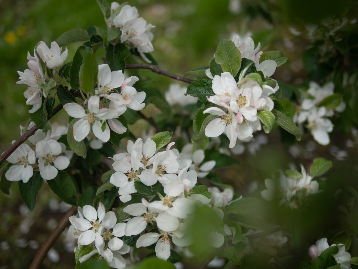 Drzewo owocowe z kwiatami Orskov Foods