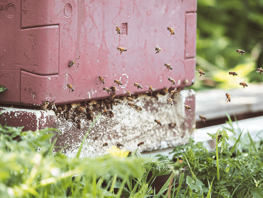 Pszczoły miodne w swoim domu w sadzie Ørskov Frugt