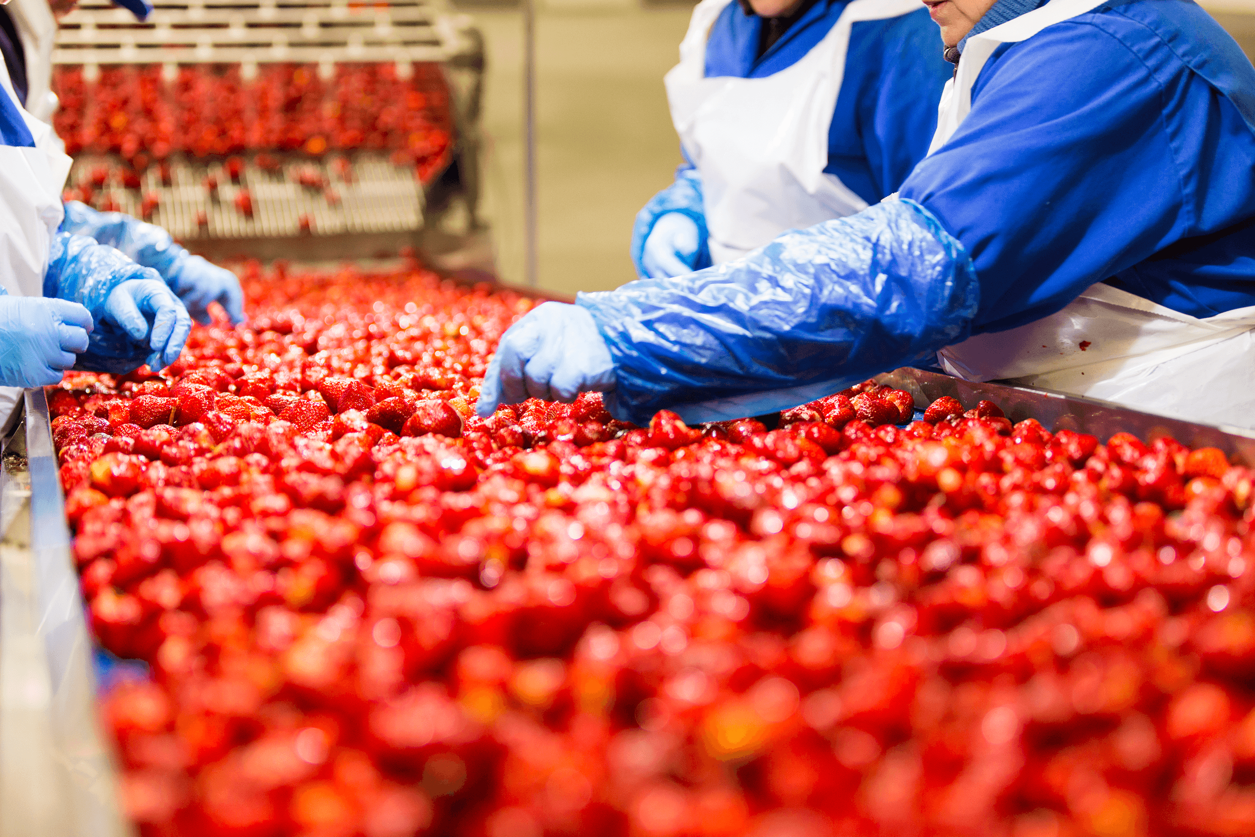 świeże truskawki sortowane i przetwarzane na IQF dla Orskov Foods