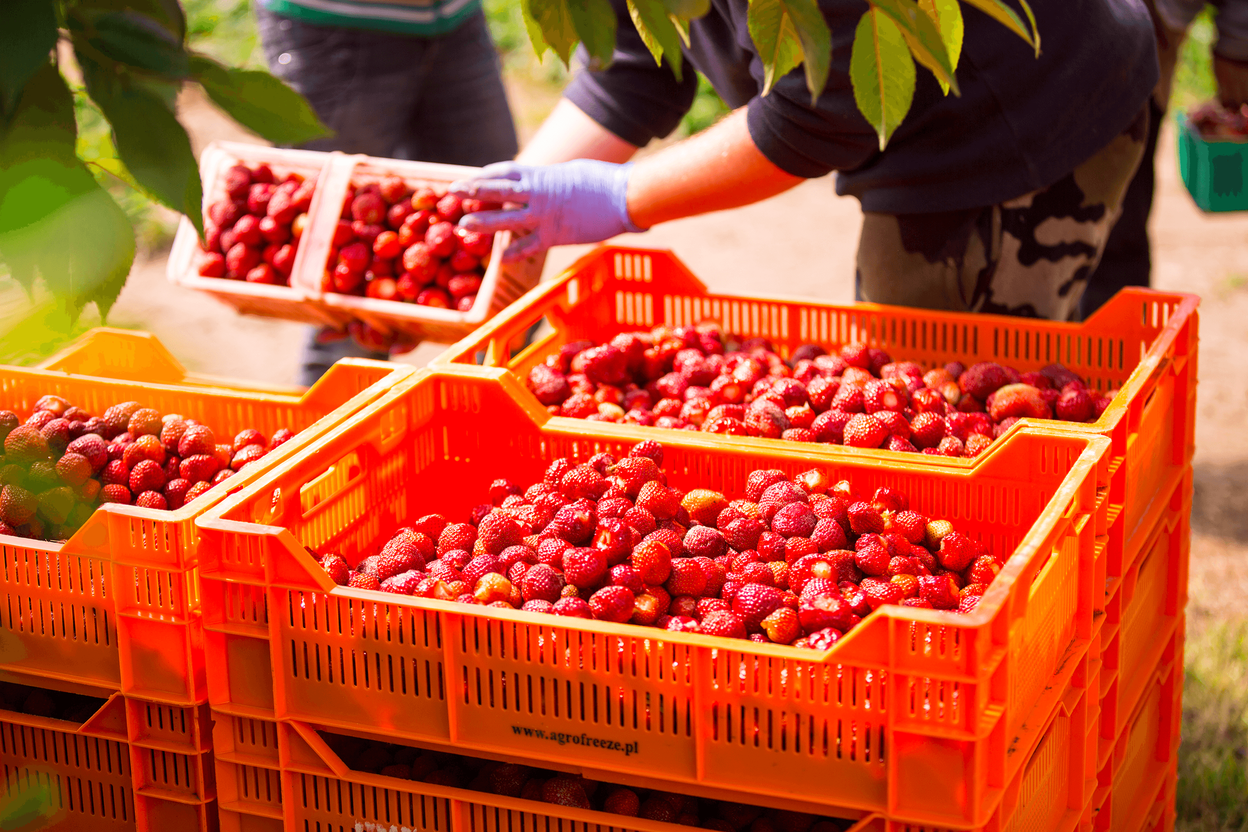 Recogida de fresas en Polonia para su transformación en IQF y puré