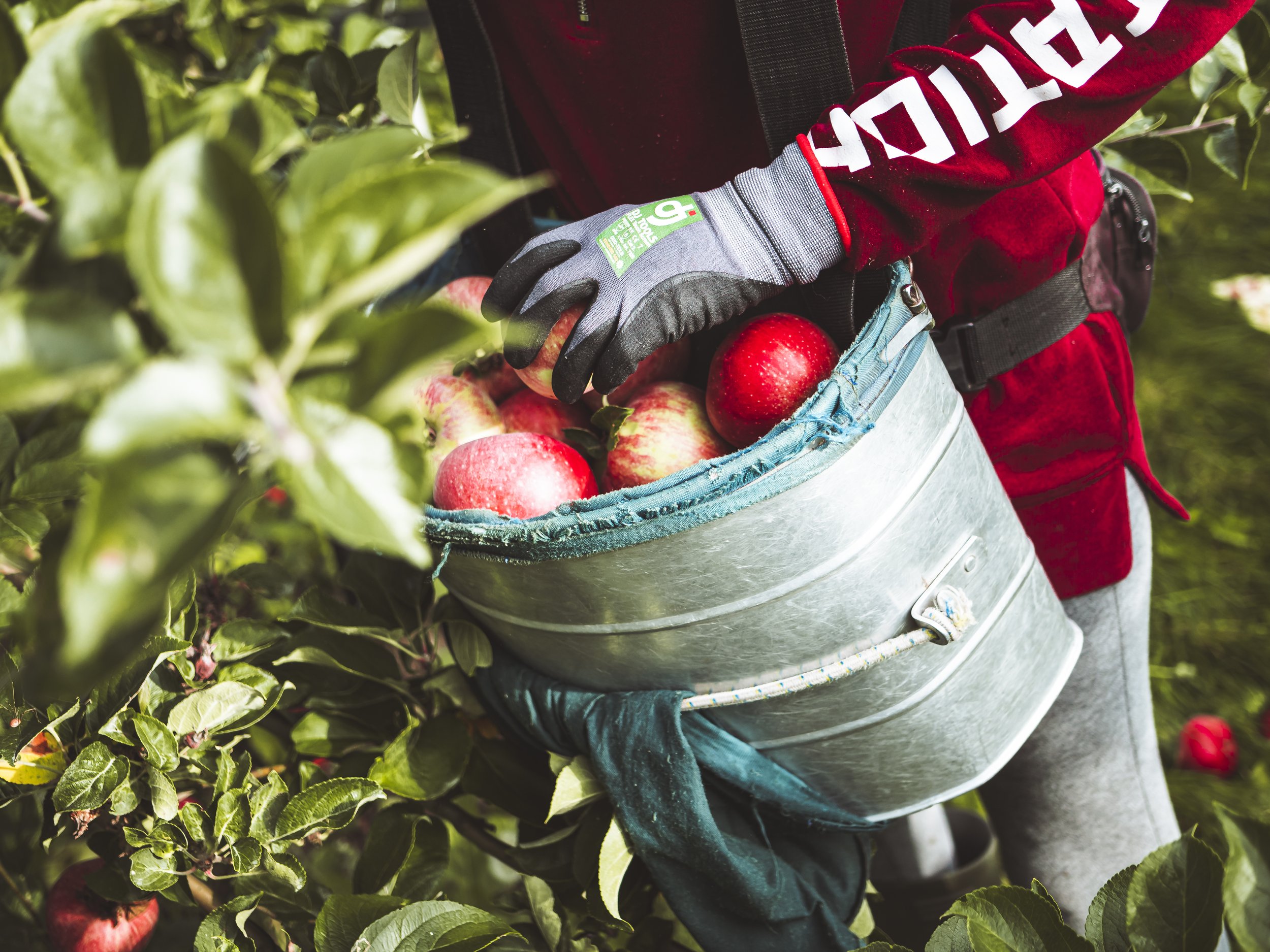 Aromatyczne jabłka zbierane w sadzie Ørskov Frugt Danish Fyn