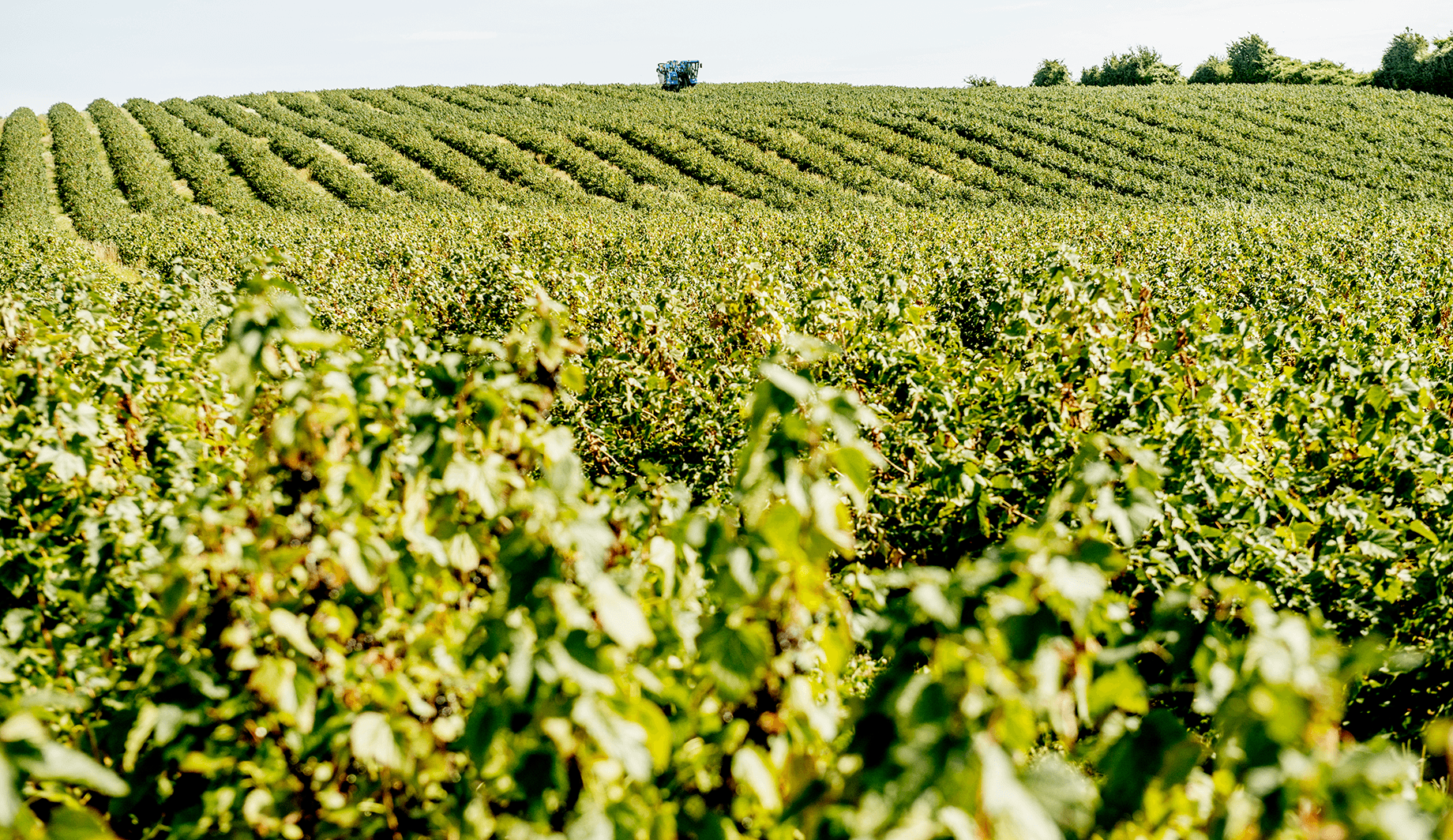 Grosellas negras recolectadas en un productor local para ser procesadas como IQF