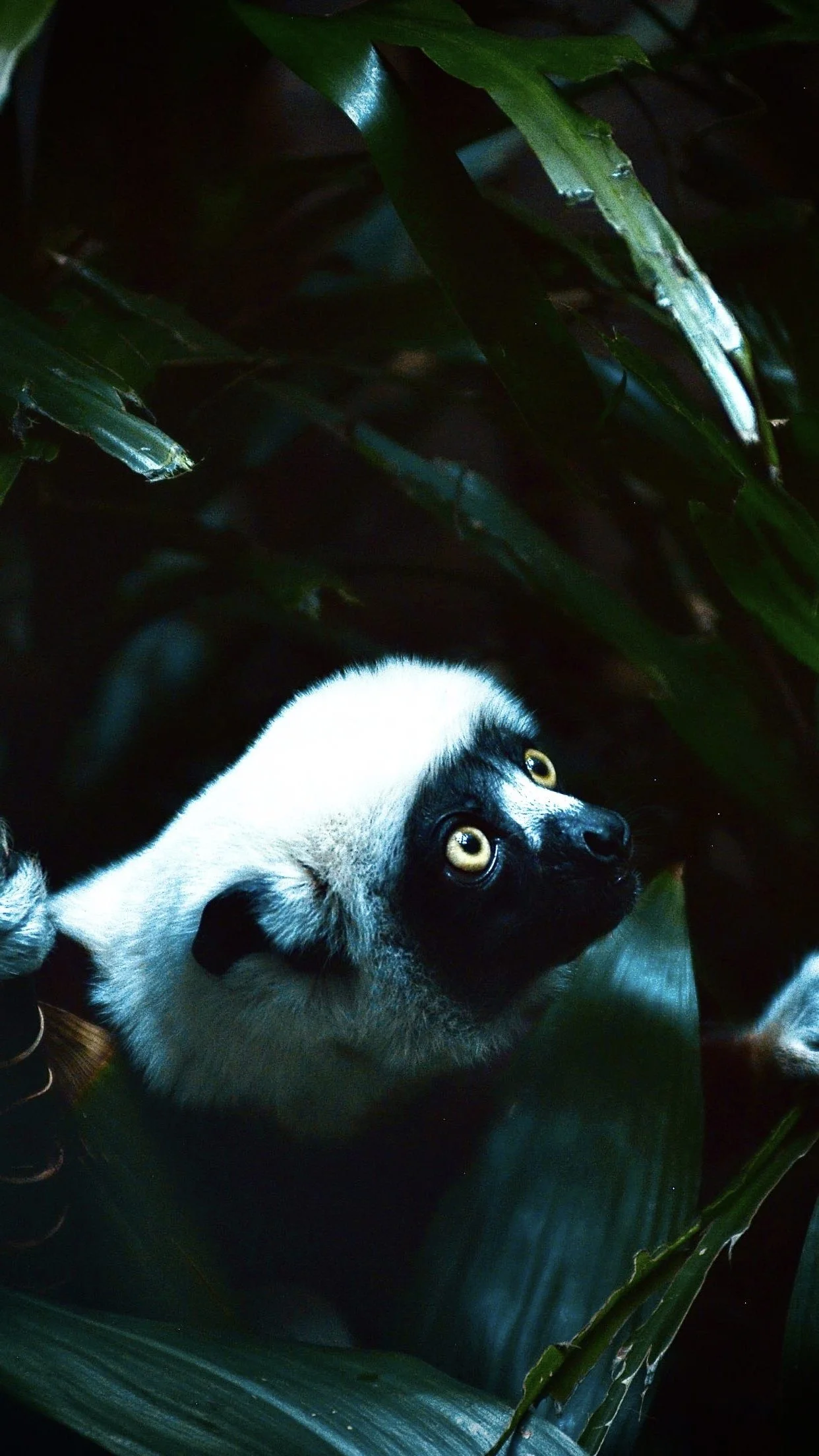 Primate Photos_4.jpg