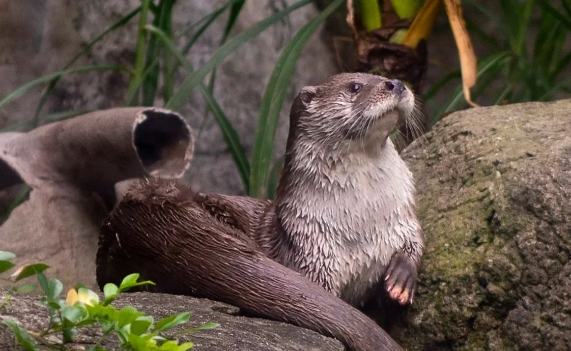 Formosan Animal Area Renovation