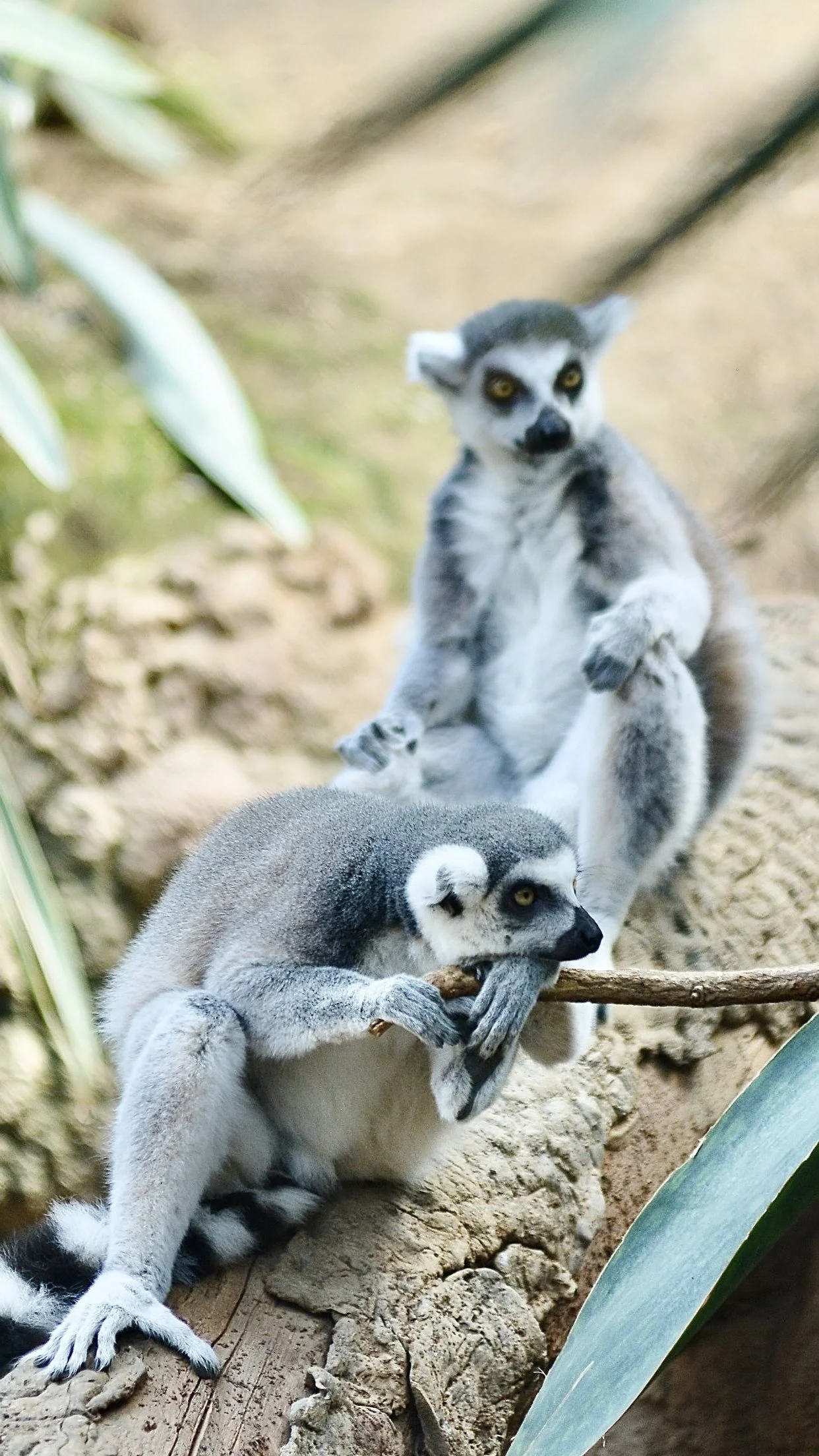 Primate Photos_5.jpg