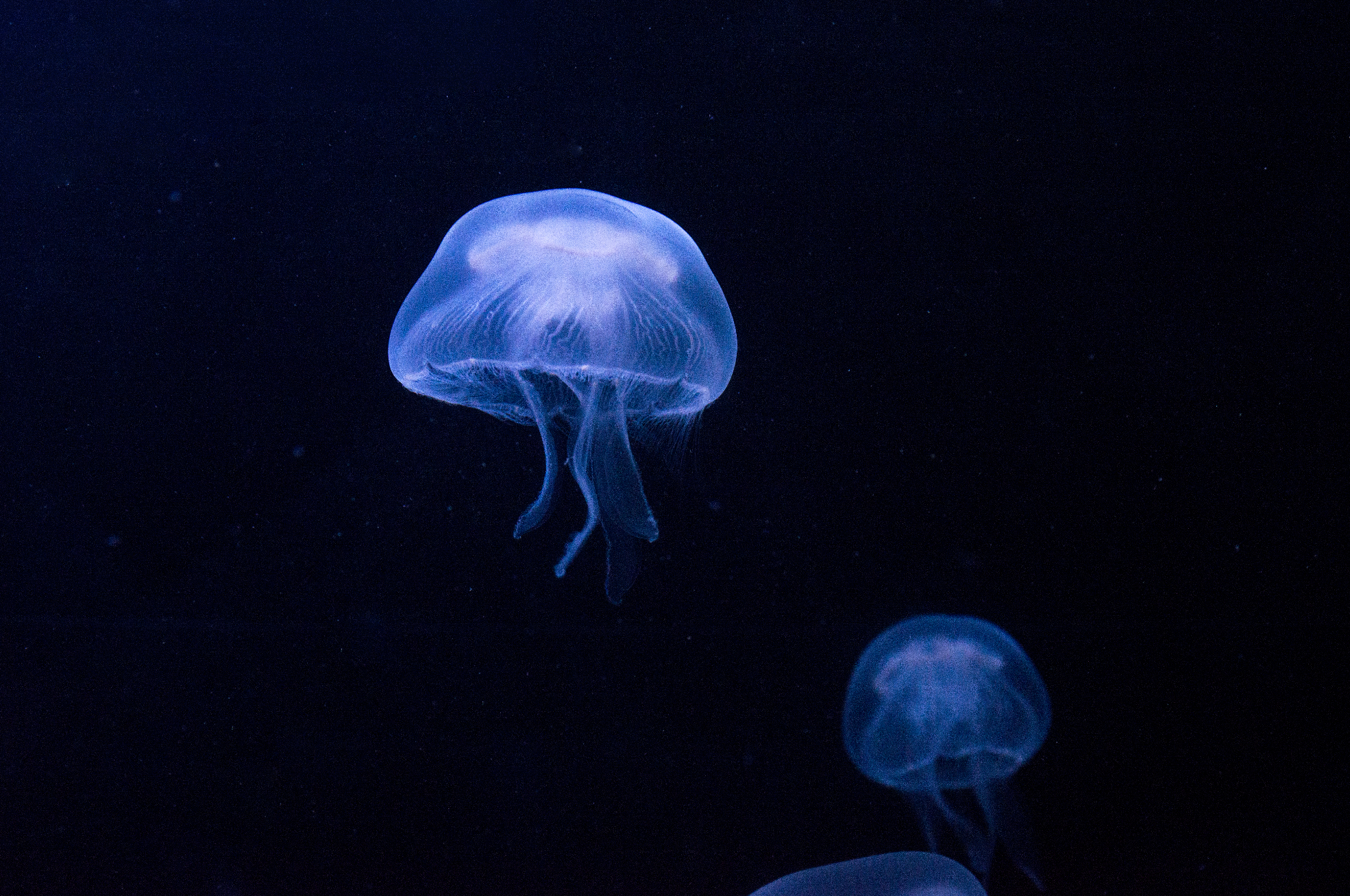 Jellyfish Photo_6.png