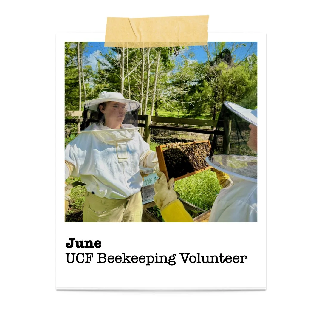 Volunteering in urban beekeeping reminded me that learning from nature begins with care, patience, and responsibility.
Thank you to those who shared their knowledge so generously and guided me to work with the bees. 🐝