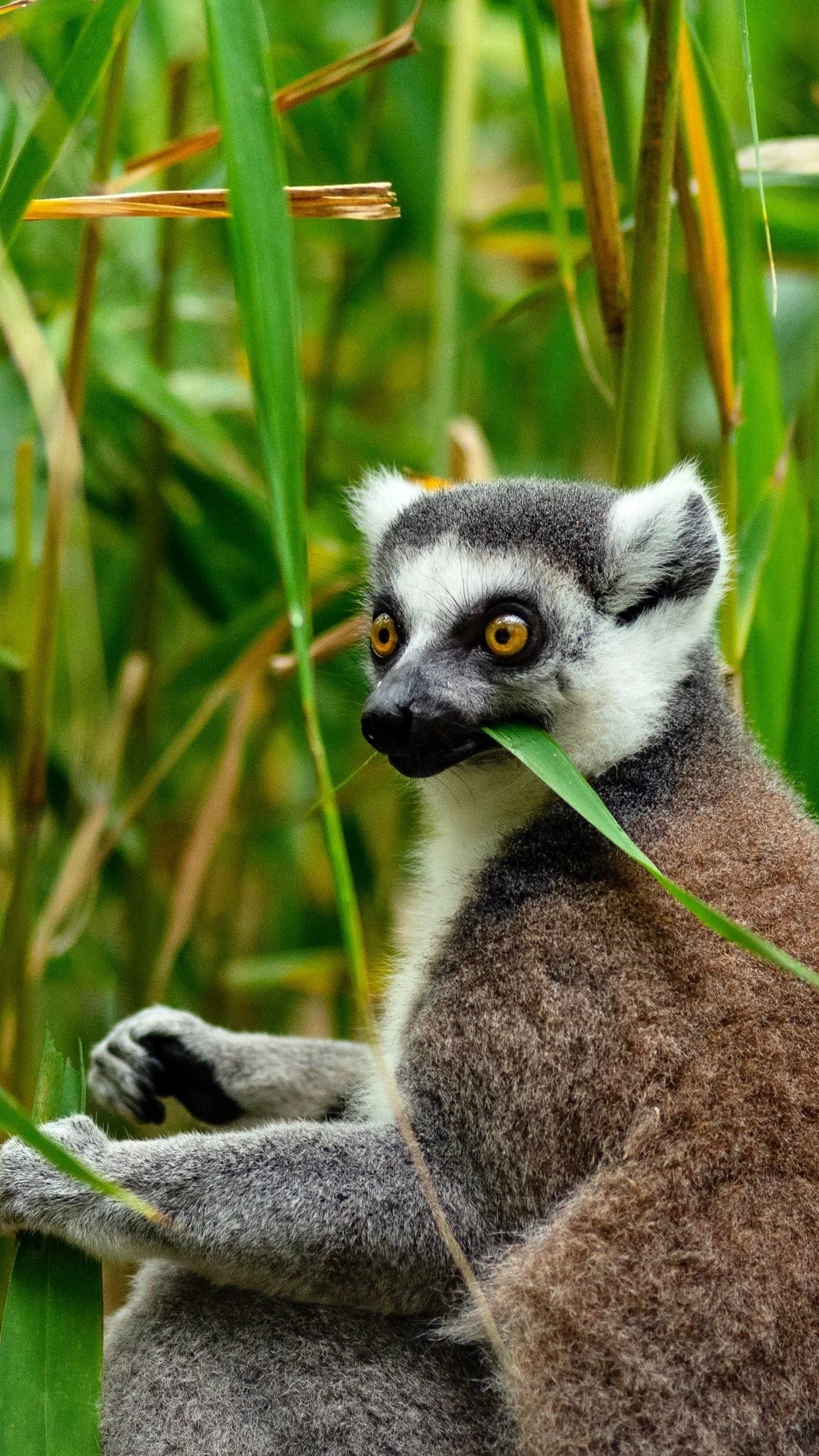 Primate Photos_2.JPG