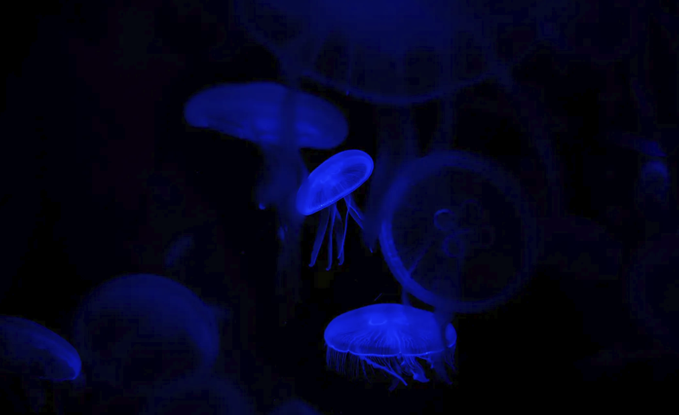 Jellyfish Photo_2.png