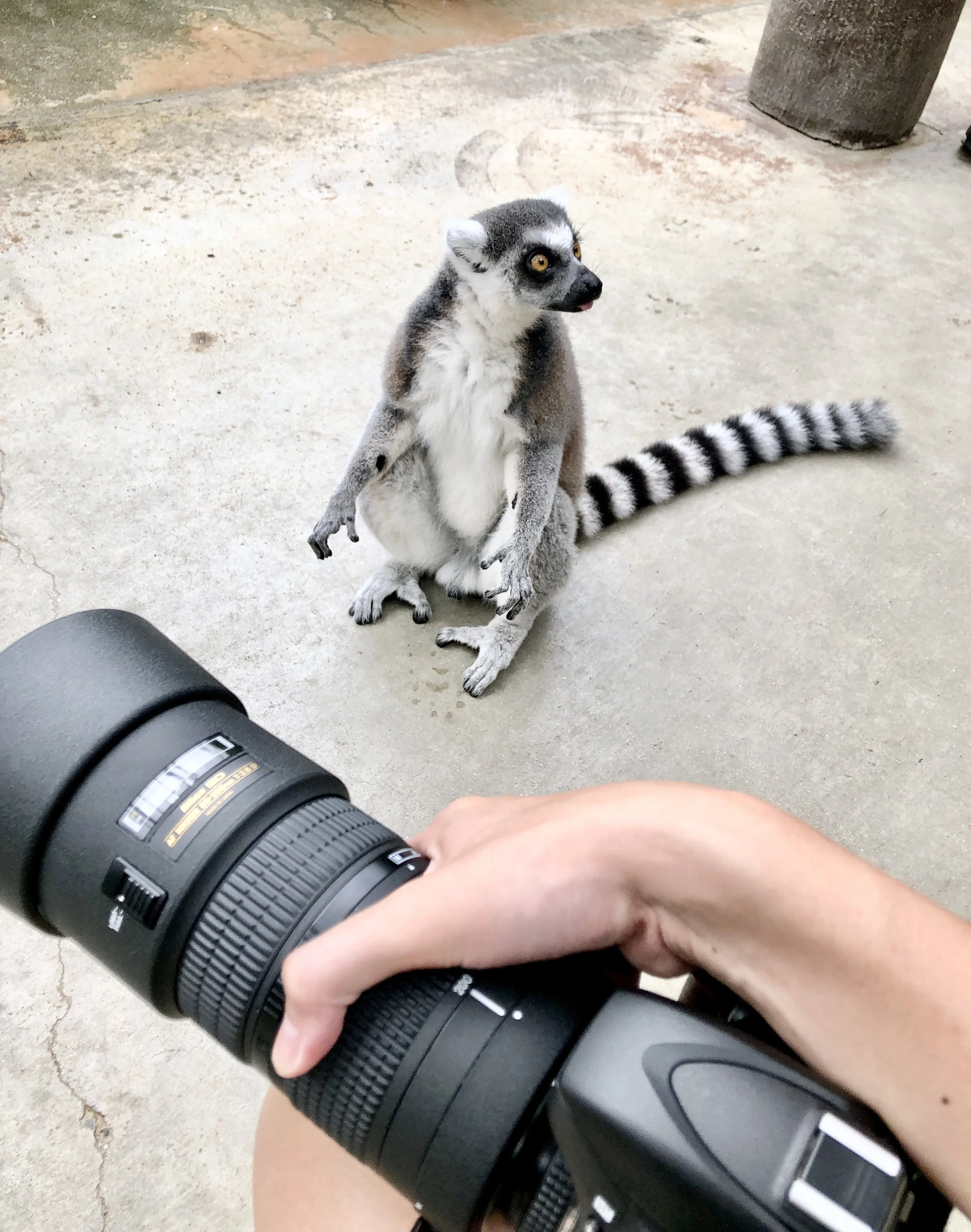 Primate Photos_6.jpg