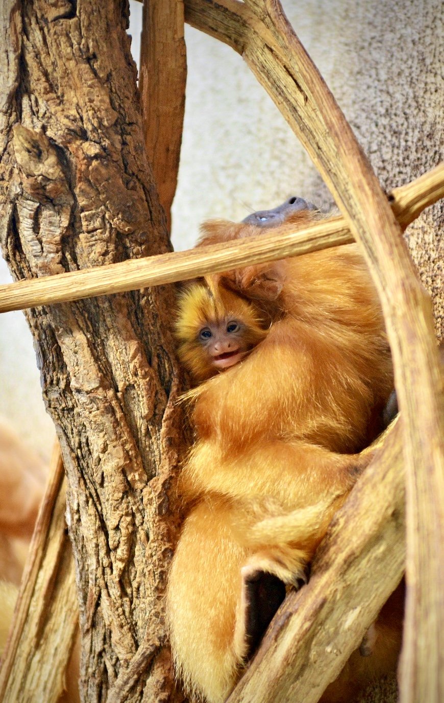 Primate Photos_1.jpg