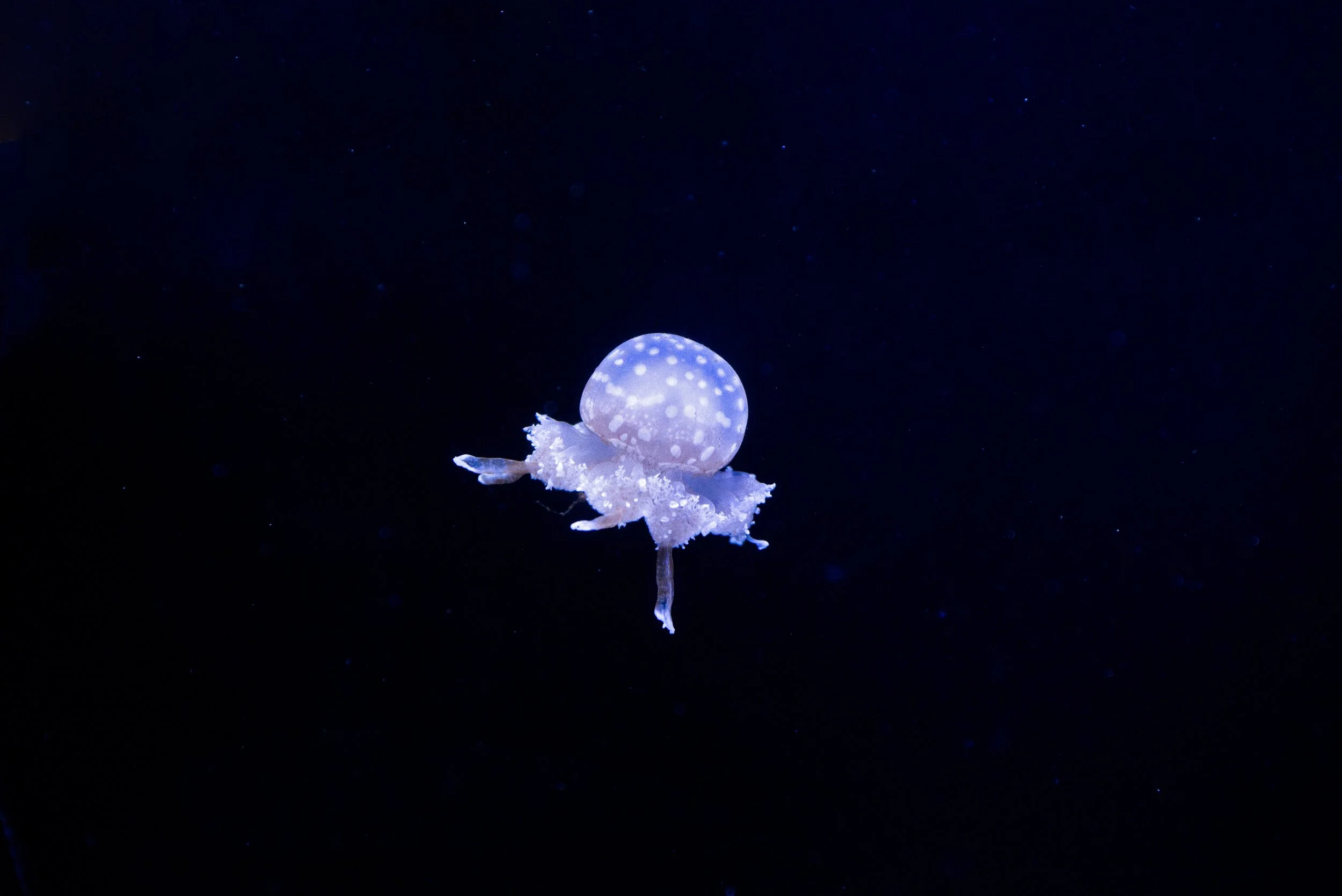 Jellyfish Photo_8.jpg