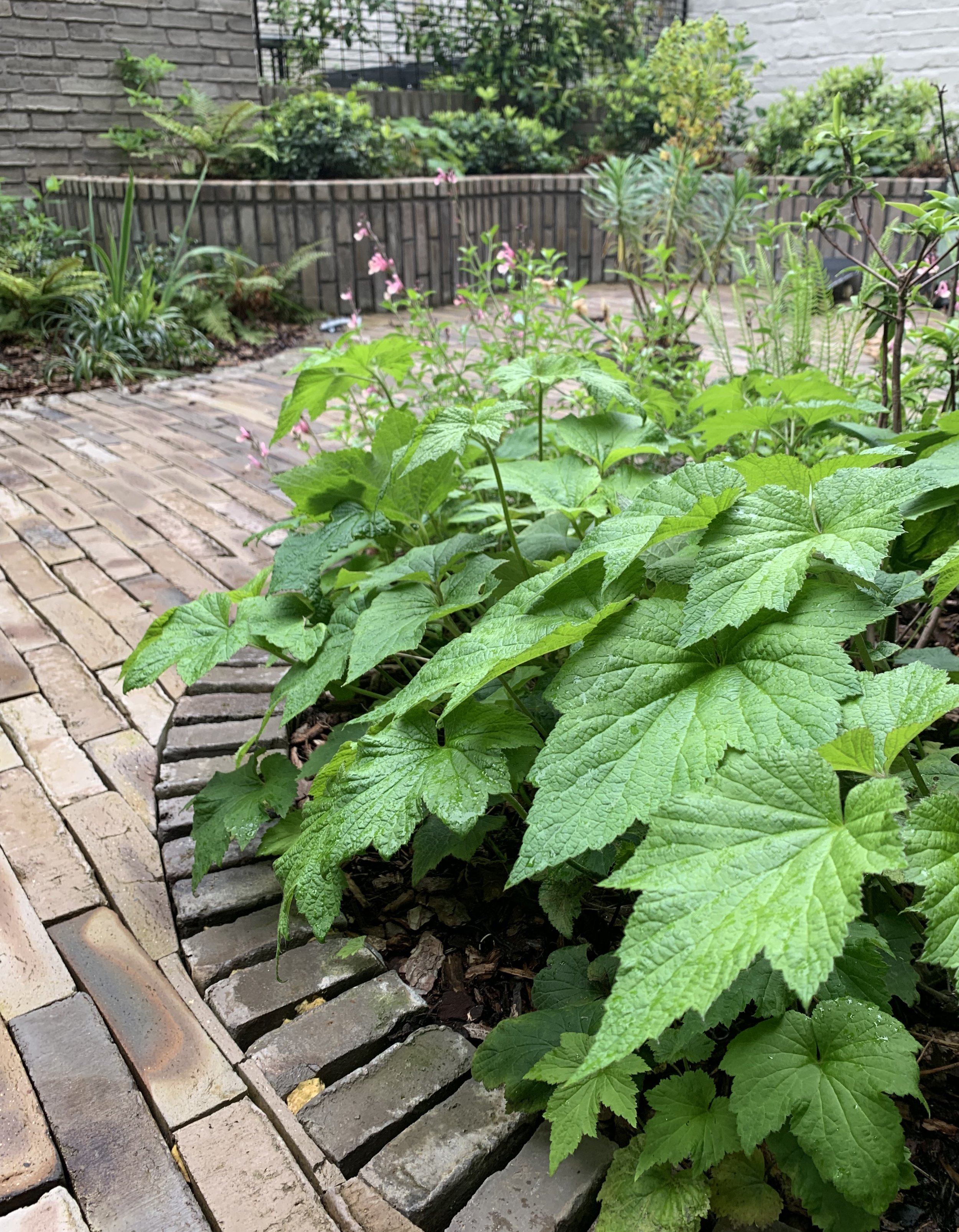Back garden in Hackney featuring, ferns, Viburnum, Hydrangea, Anemone - Hannah Stanton Landscapes, Hackney East London