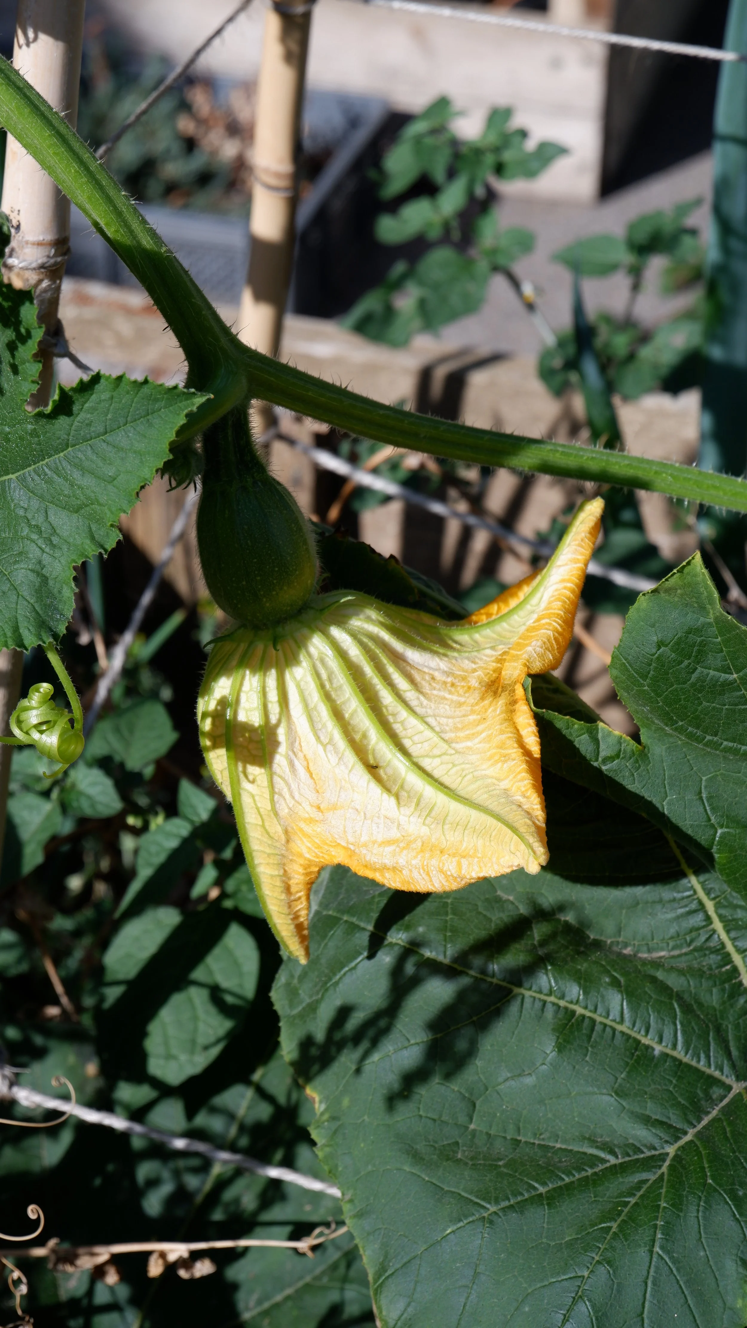 DSCF1233.JPG