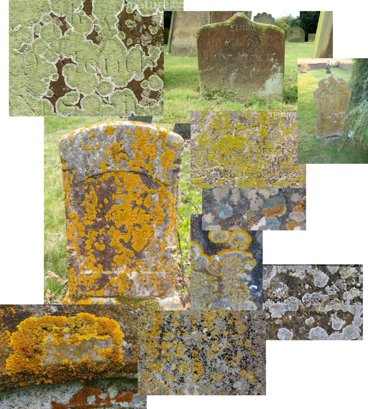 Lichen-2.png