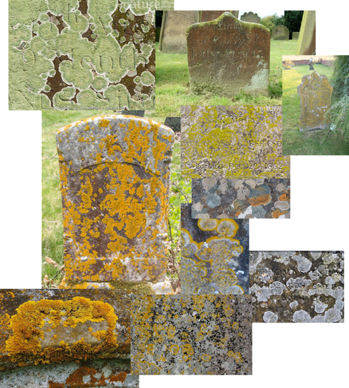 Lichen-2.png