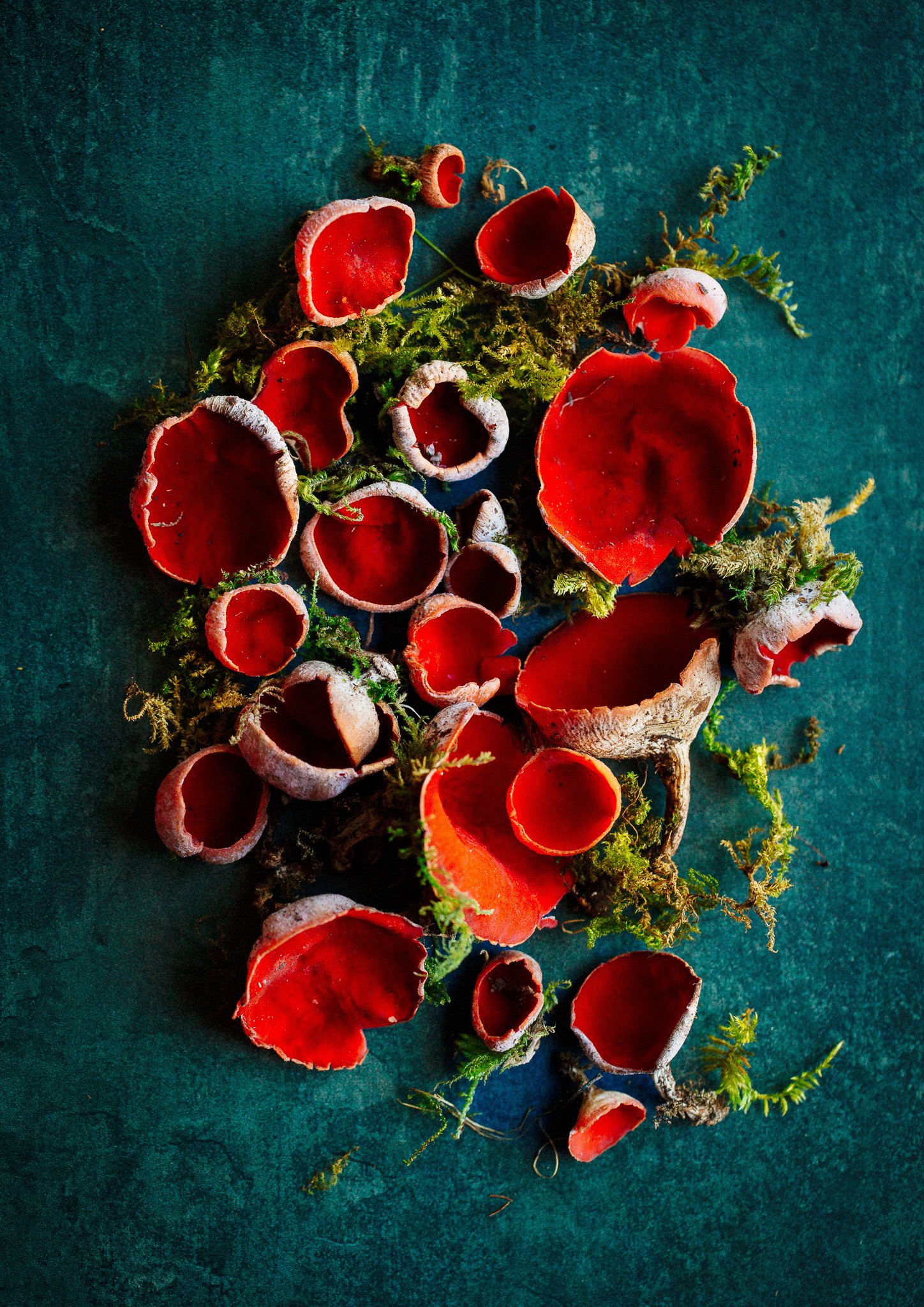 Scarlet Elf Cup Mushrooms, lifestyle photography for Fine & Wild, Uk luxury food brand 