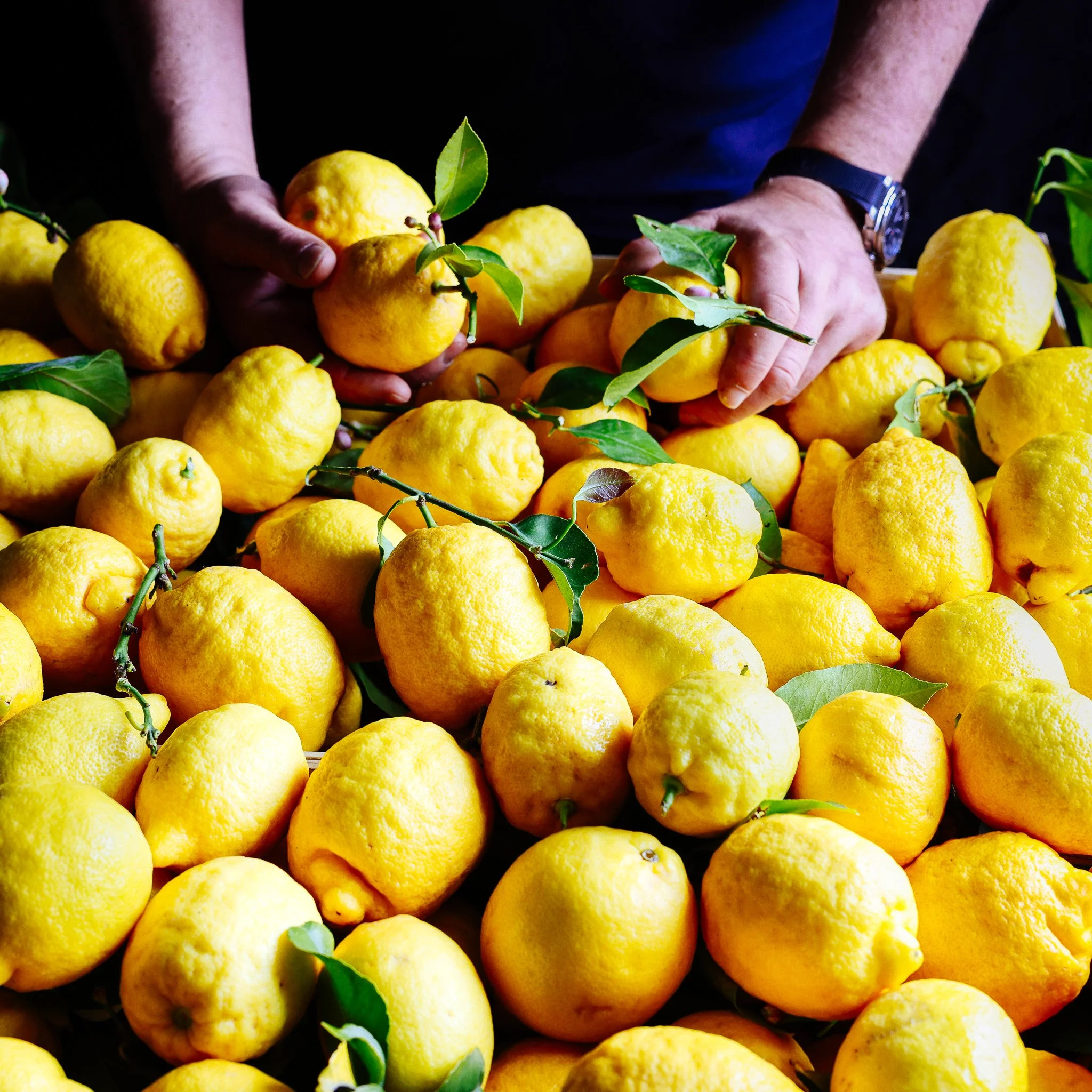 An abundance of Amalfi lemons photographed for luxury food brand Fine & Wild