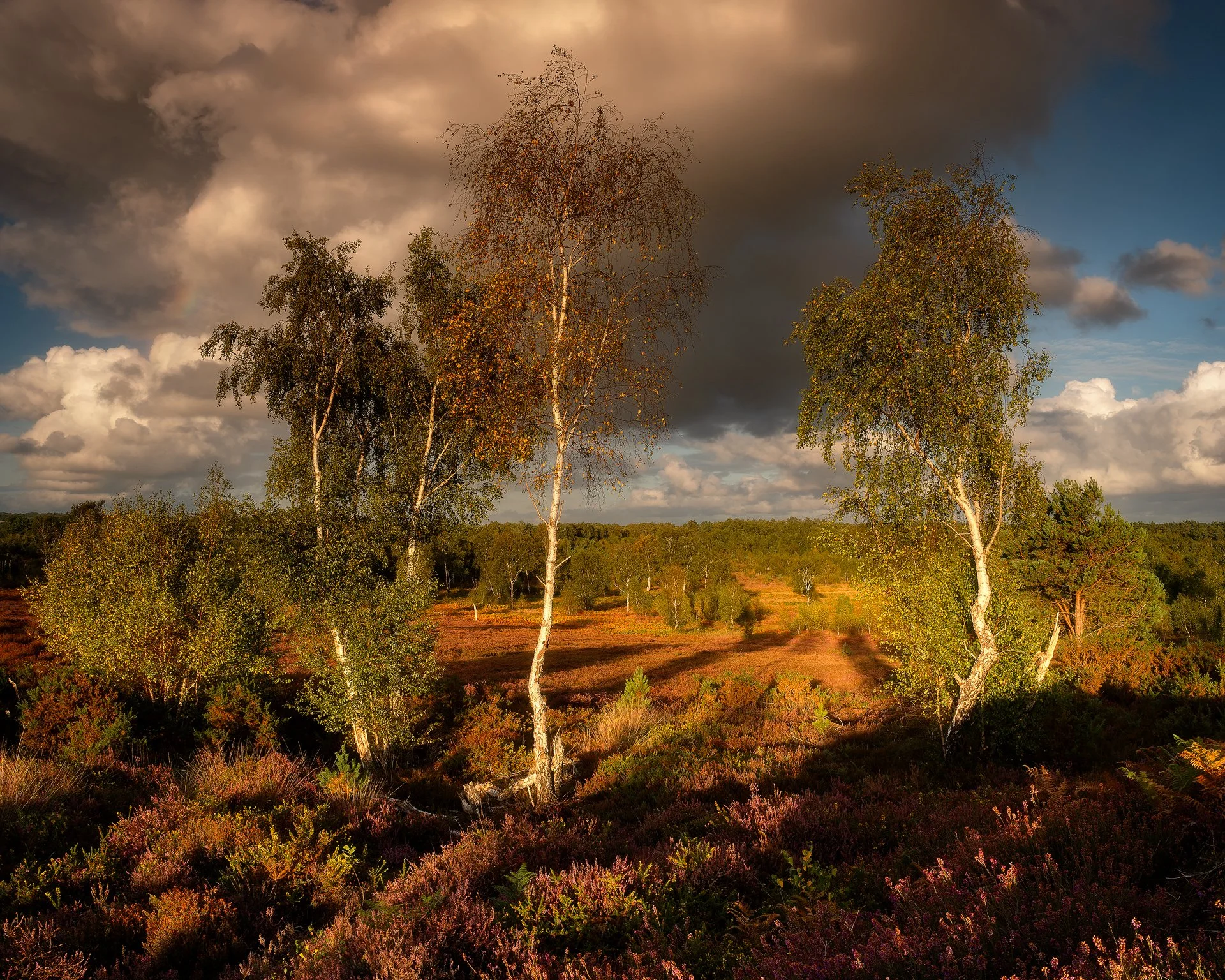 Early Autumn on Ipping Common. West Sussex
