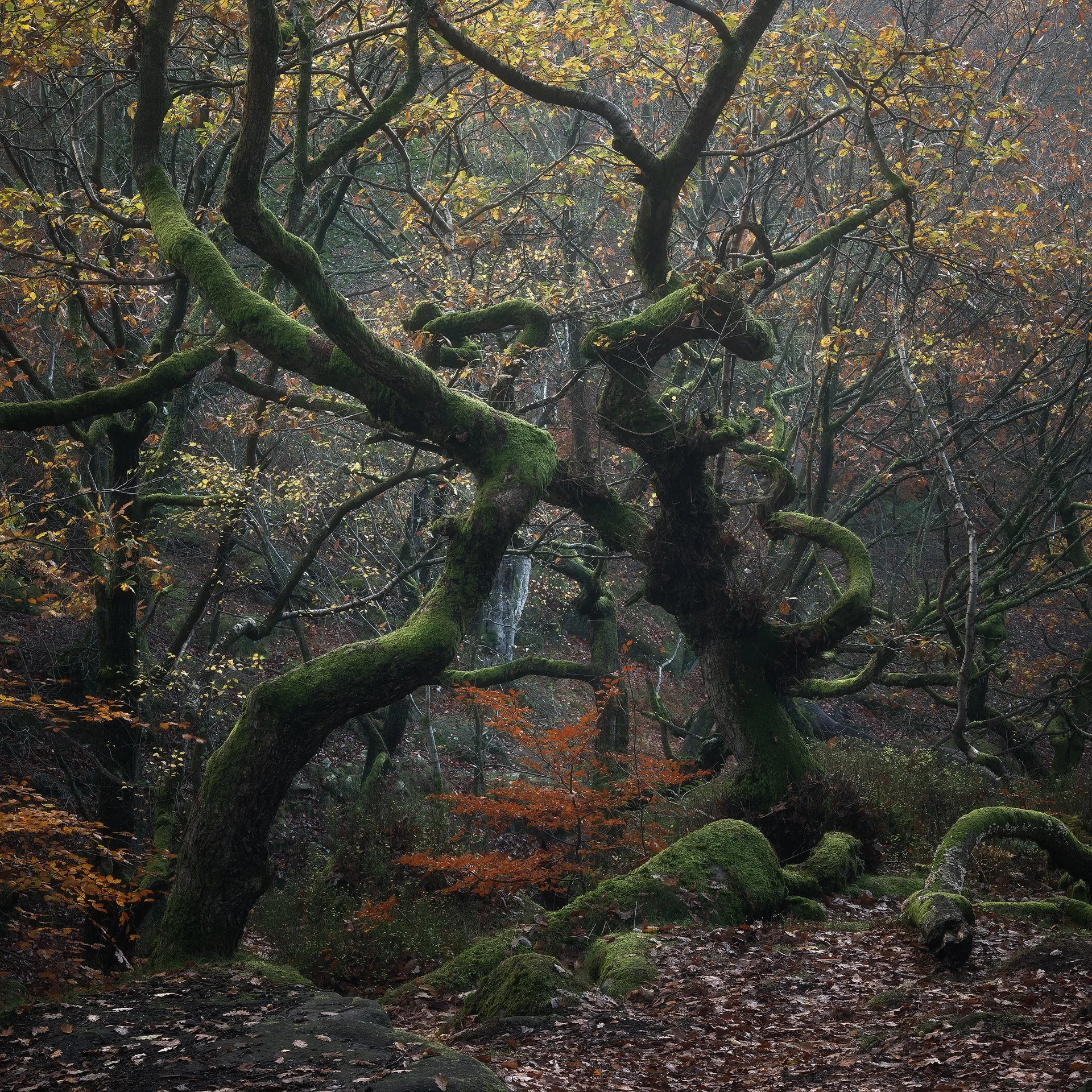 Ancient Standoff. Padley Gorge, Peak District