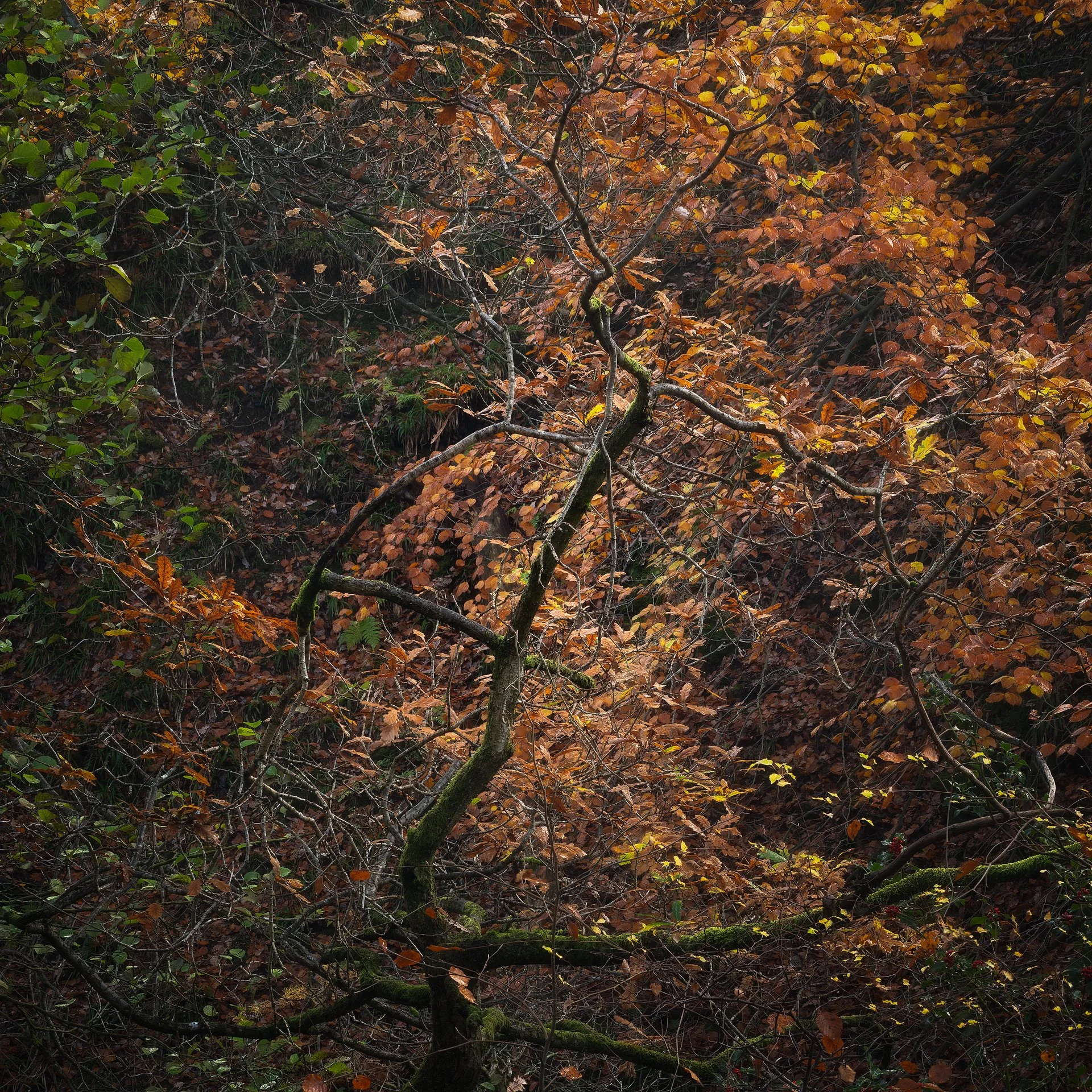 Autumnal Design. Padley Gorge, Peak District