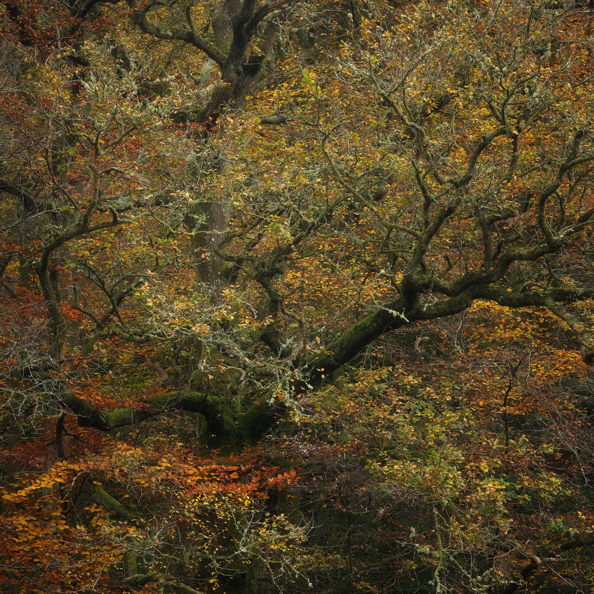 Tree Details. Waggoner's Wells, Hampshire