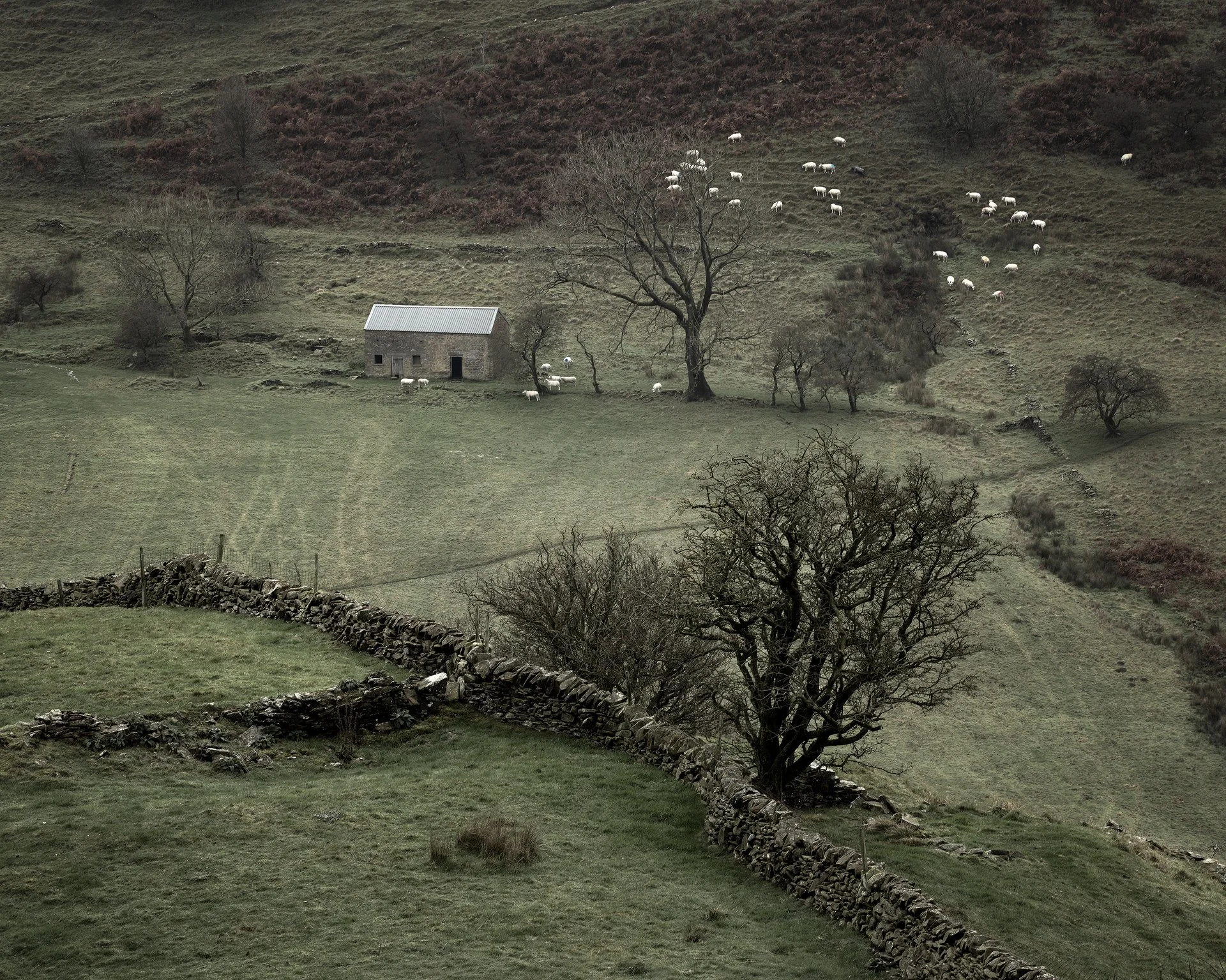 Sheep on a Hillside. Hollinsclough, Peak District