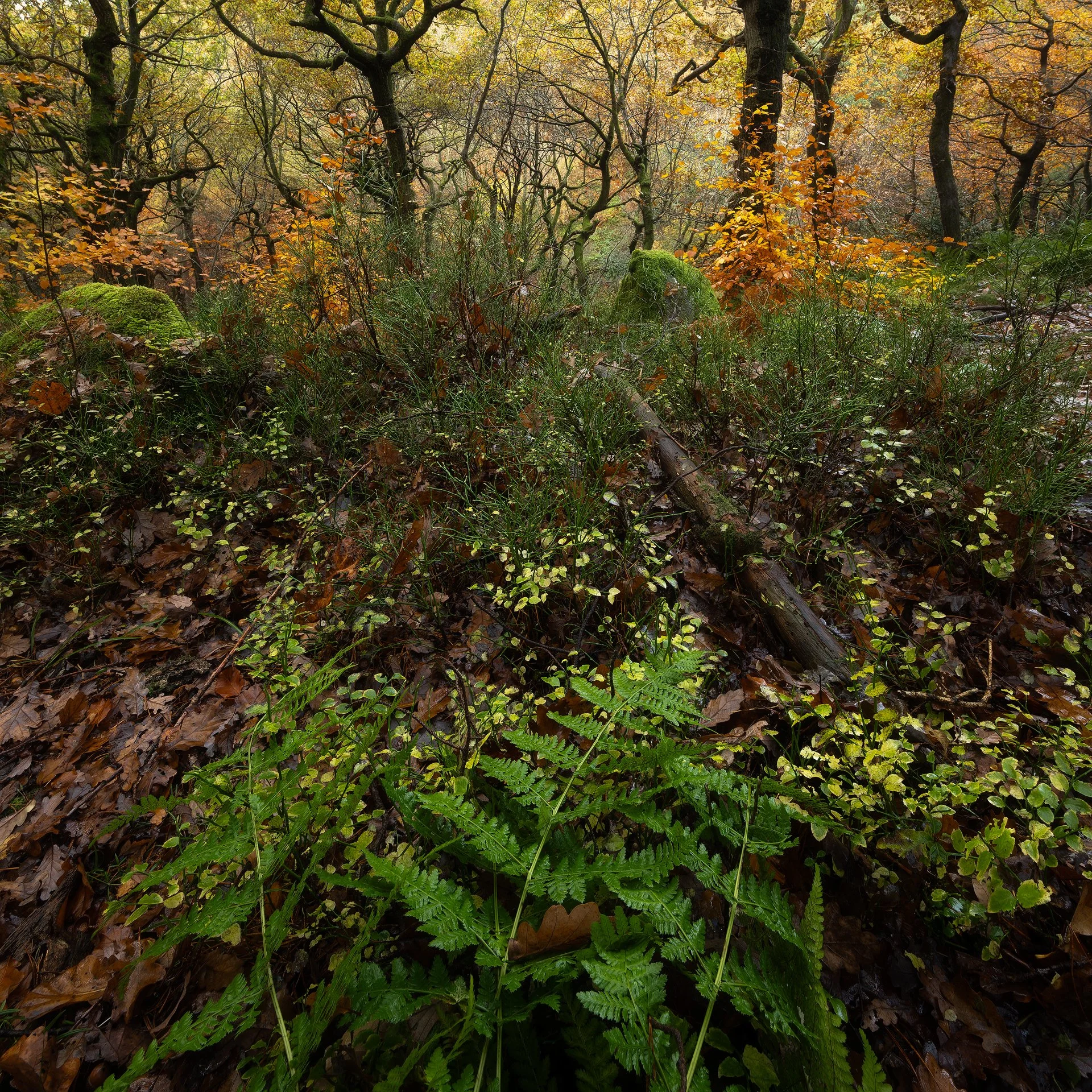 Woodland Floor at Padley Gorge. Peak District