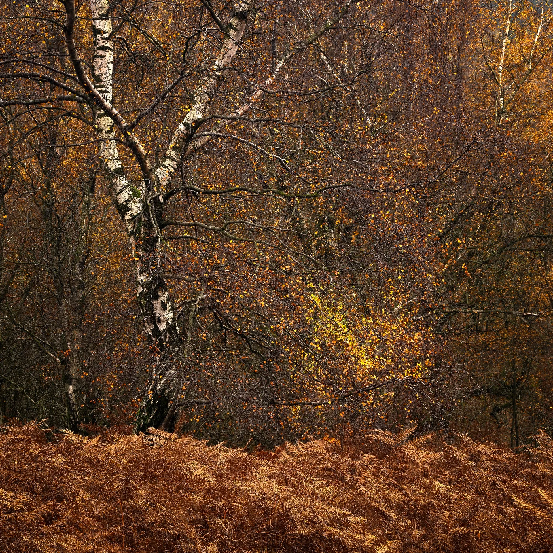 Details of Autumn. Peak District
