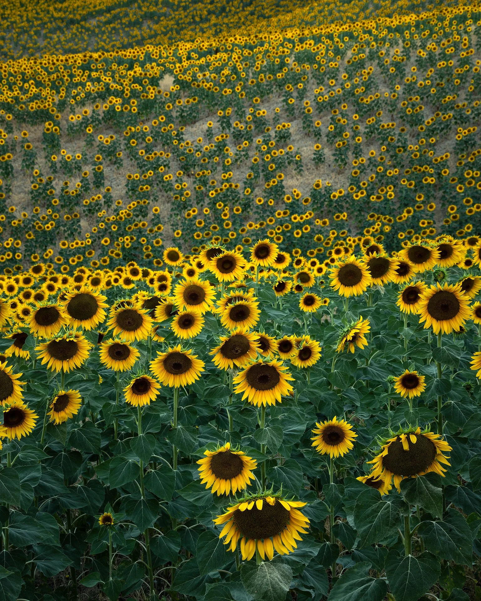 DSCF7667-RAF_DxO_DeepPRIMEXD copy 2.jpg