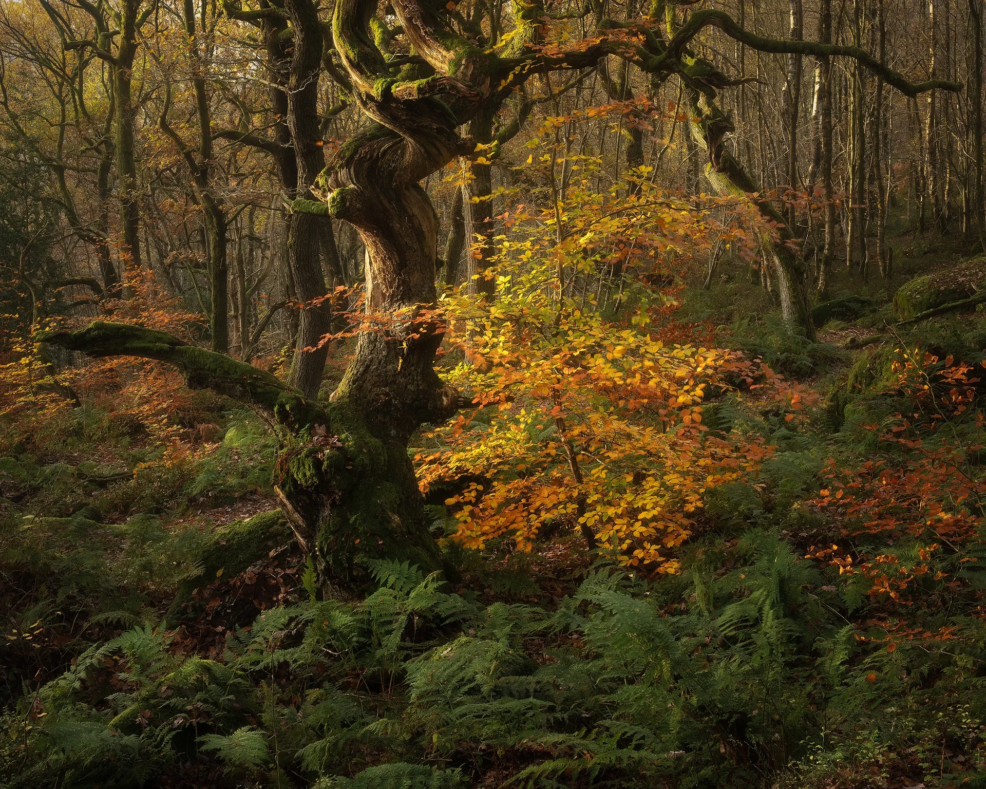 Golden Light. Padley Gorge, Peak District