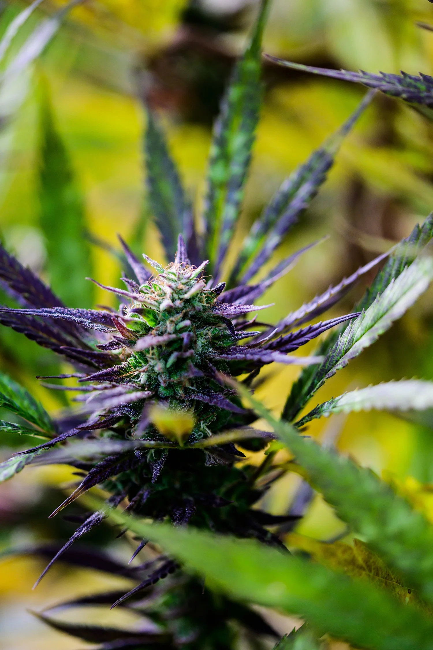 About — Snobby Dankins