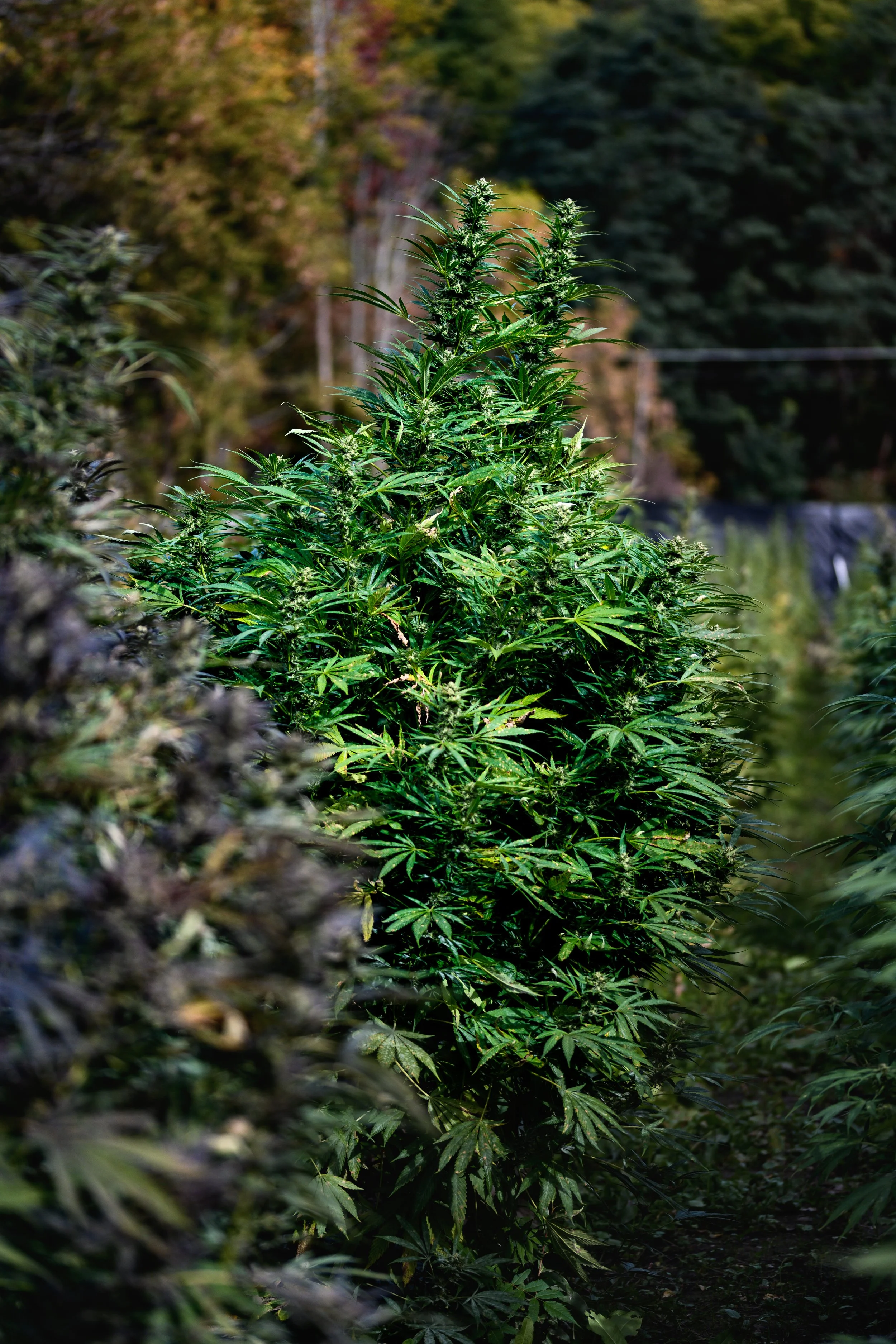 About — Snobby Dankins