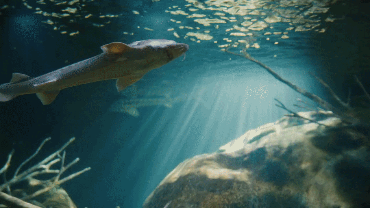 TENNESSEE AQUARIUM