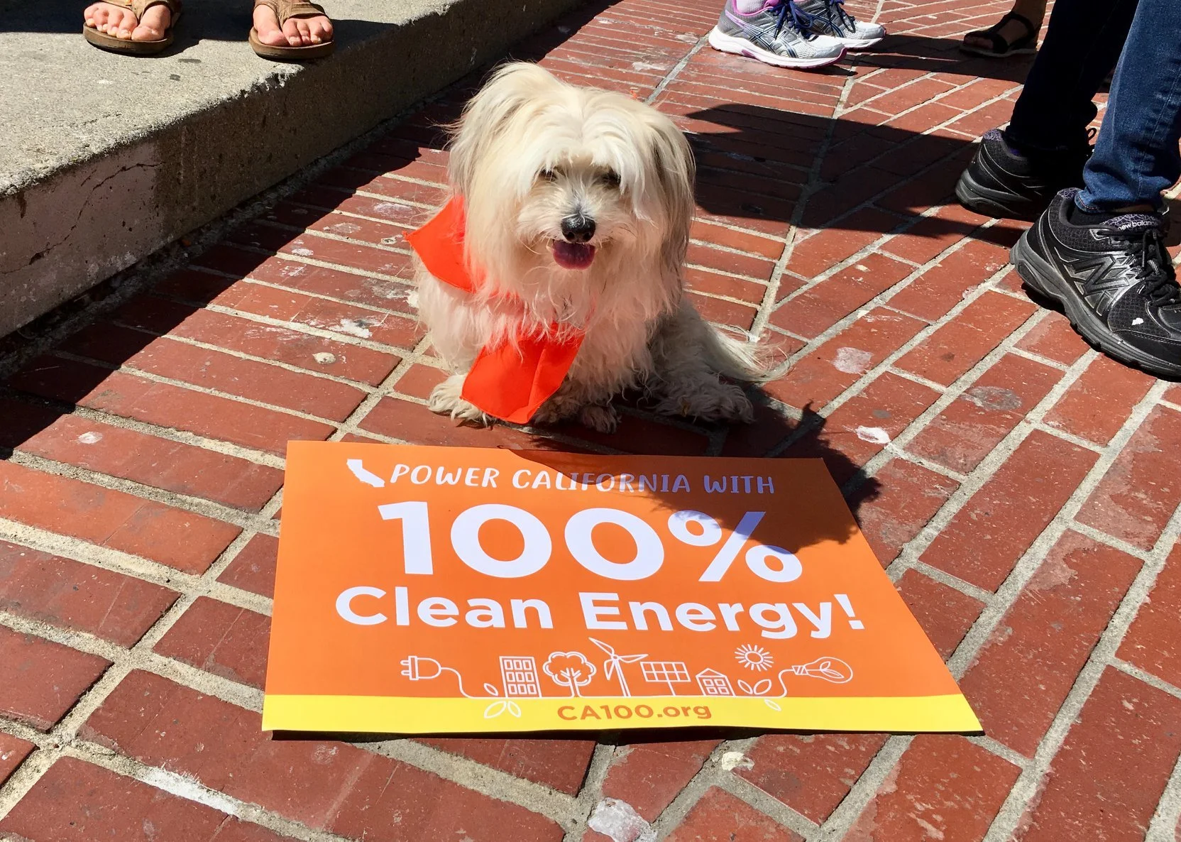 A small dog wearing an orange bandana sitting on a brick sidewalk next to a large orange sign that reads 'Power California with 100% Clean Energy!' with icons of energy sources and the website CA100.org. Several people are around, with only their legs and feet visible.