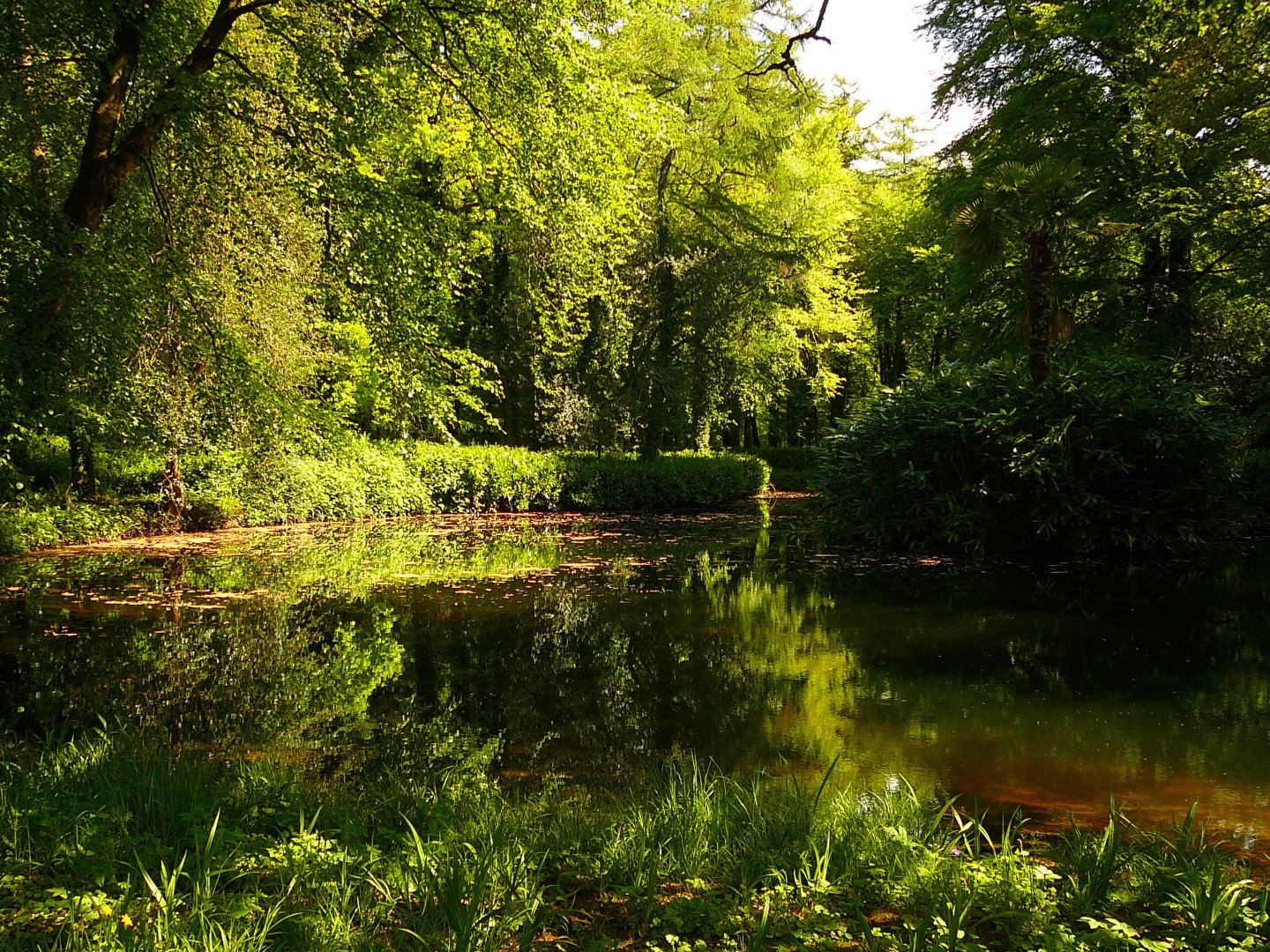 Pond at Huntington Castle, Clonegal, County Carlow