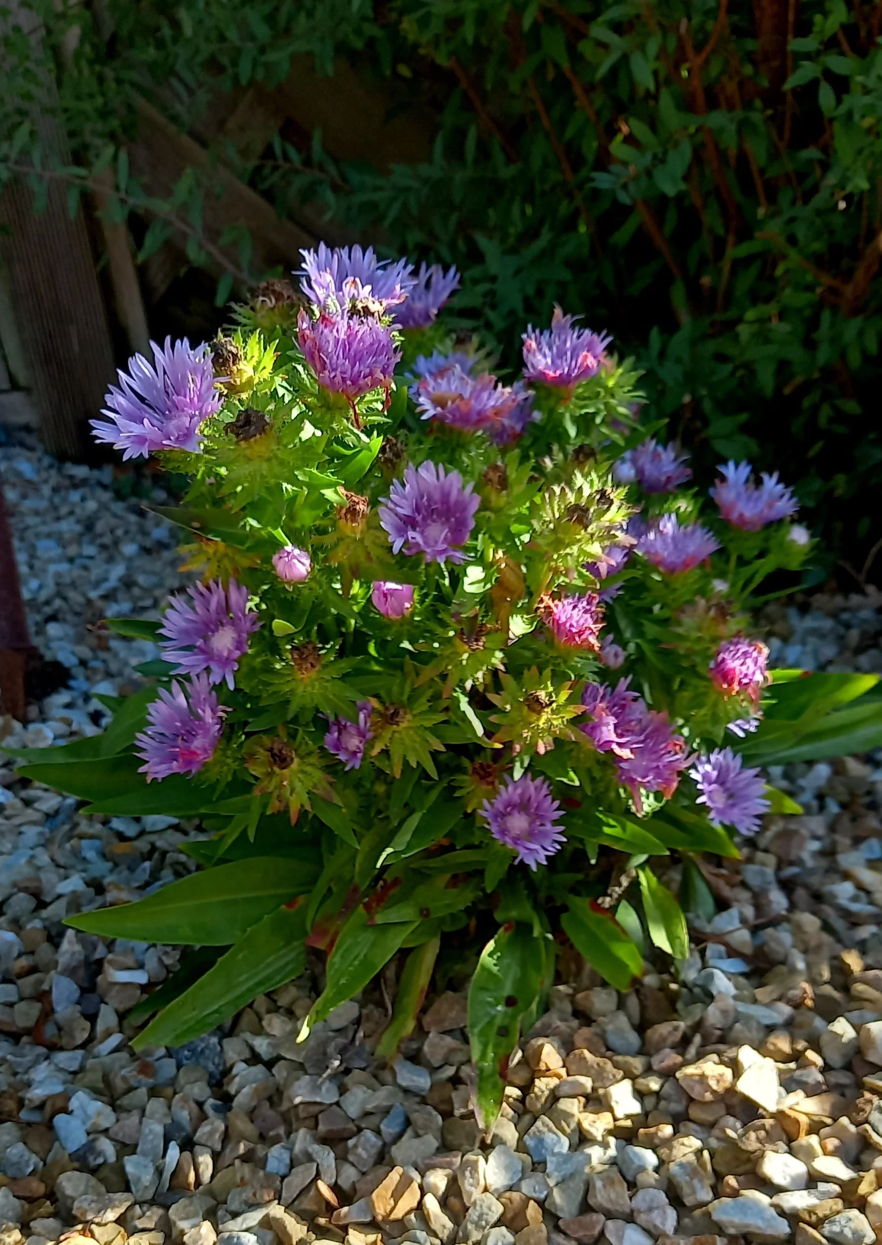 Daisies enjoying the evening sunlight