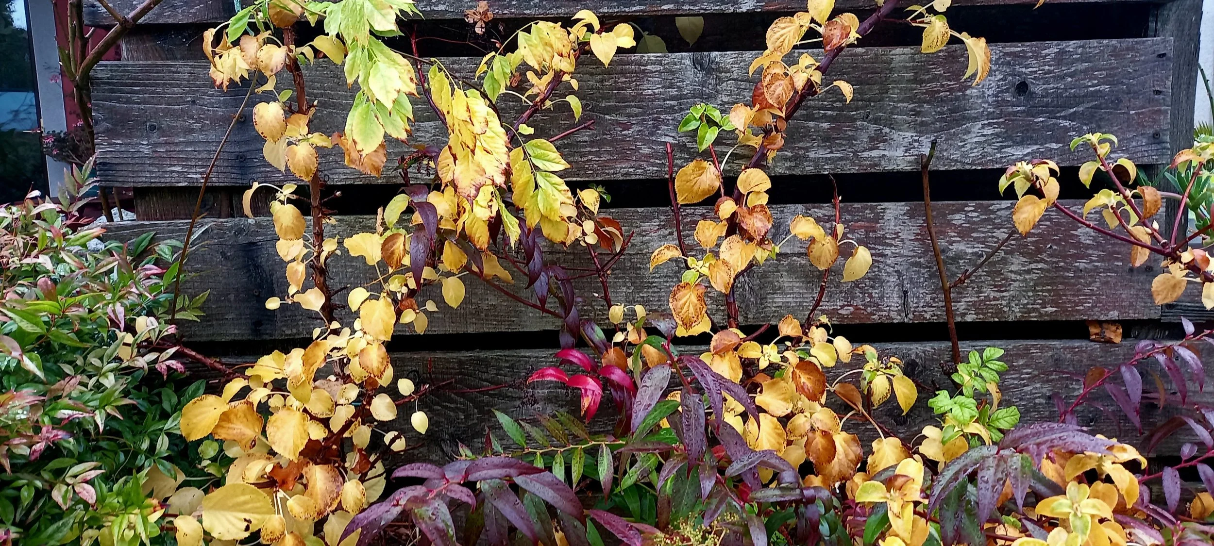 End of season on windbreak