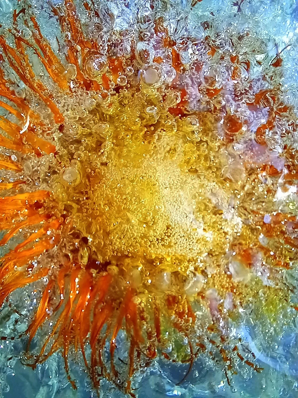 Exploding epoxy resin intended to preserve a sunflower