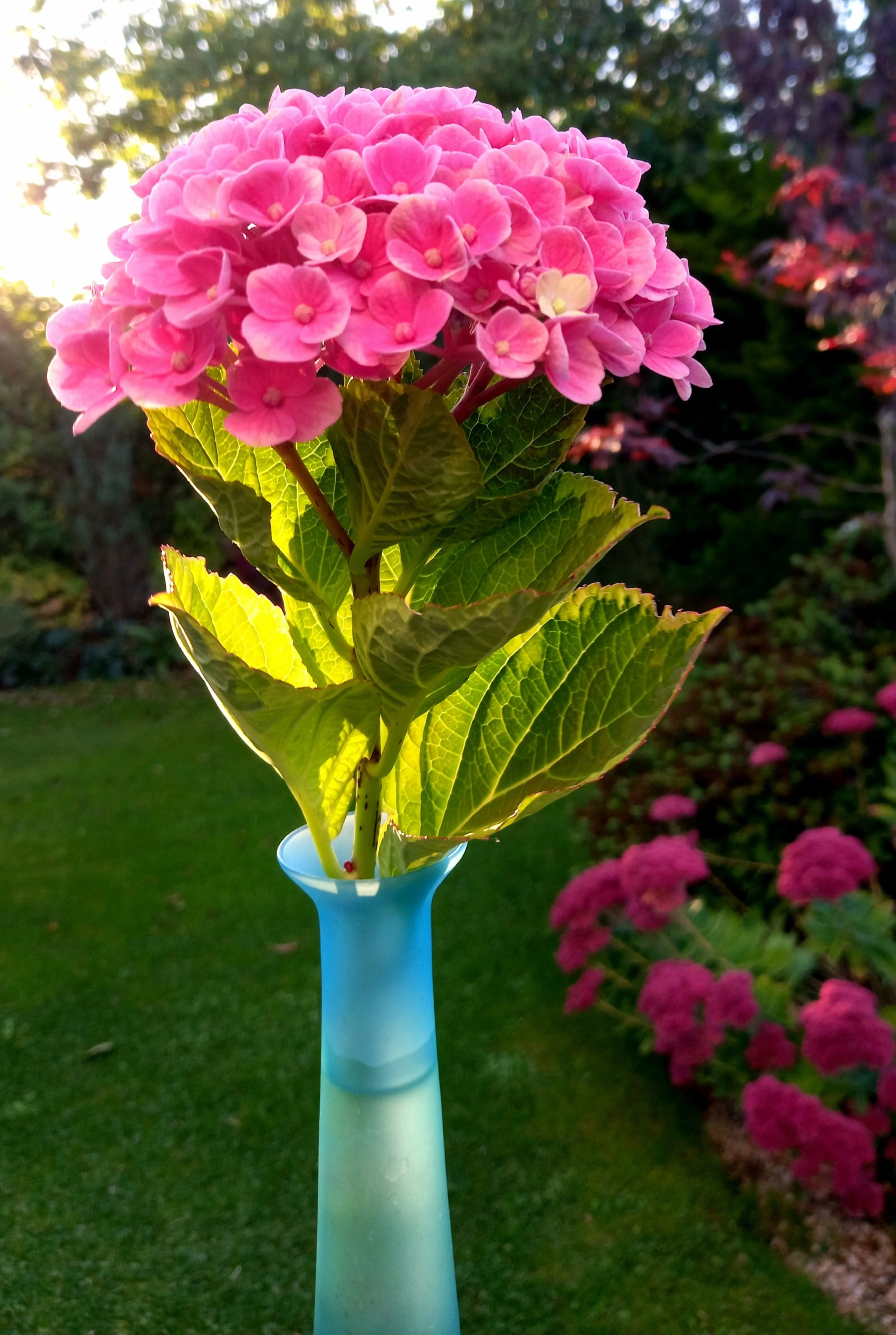 Hydrangea in sunlight