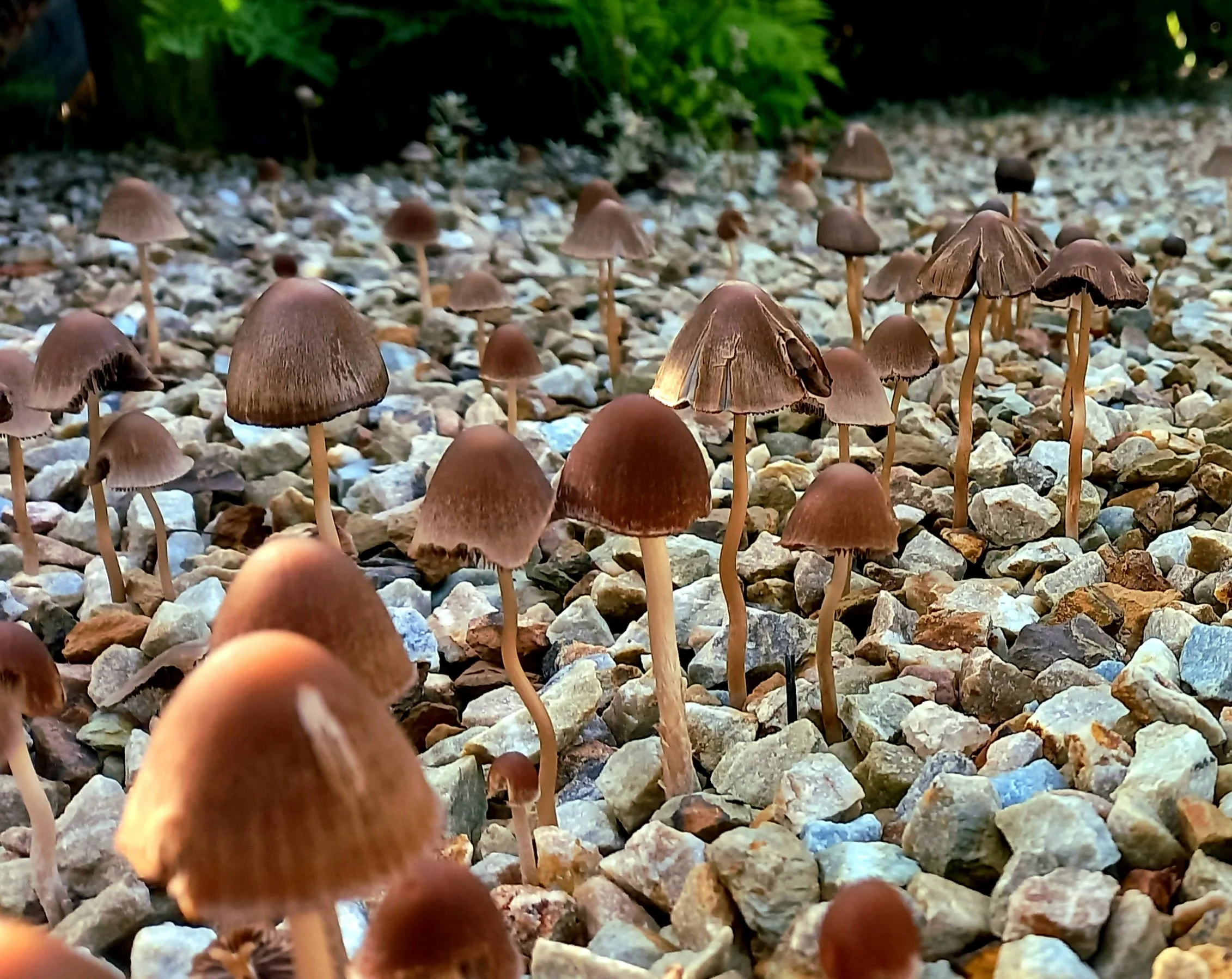 Toadstools everywhere on our gravel