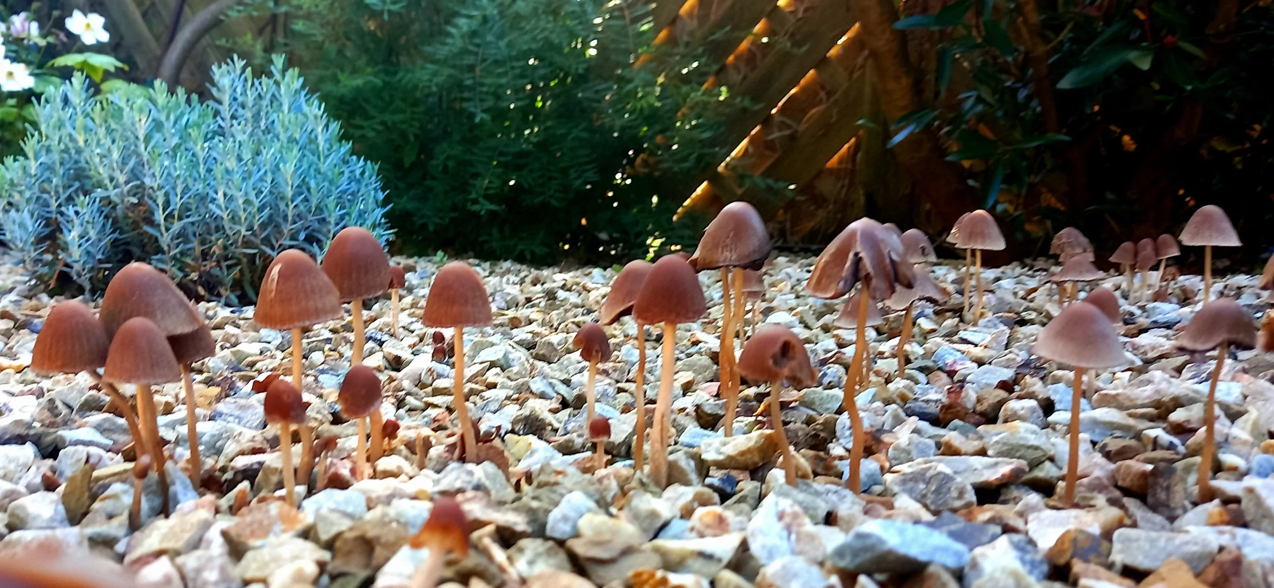 Overnight toadstools sprang up everywhere!