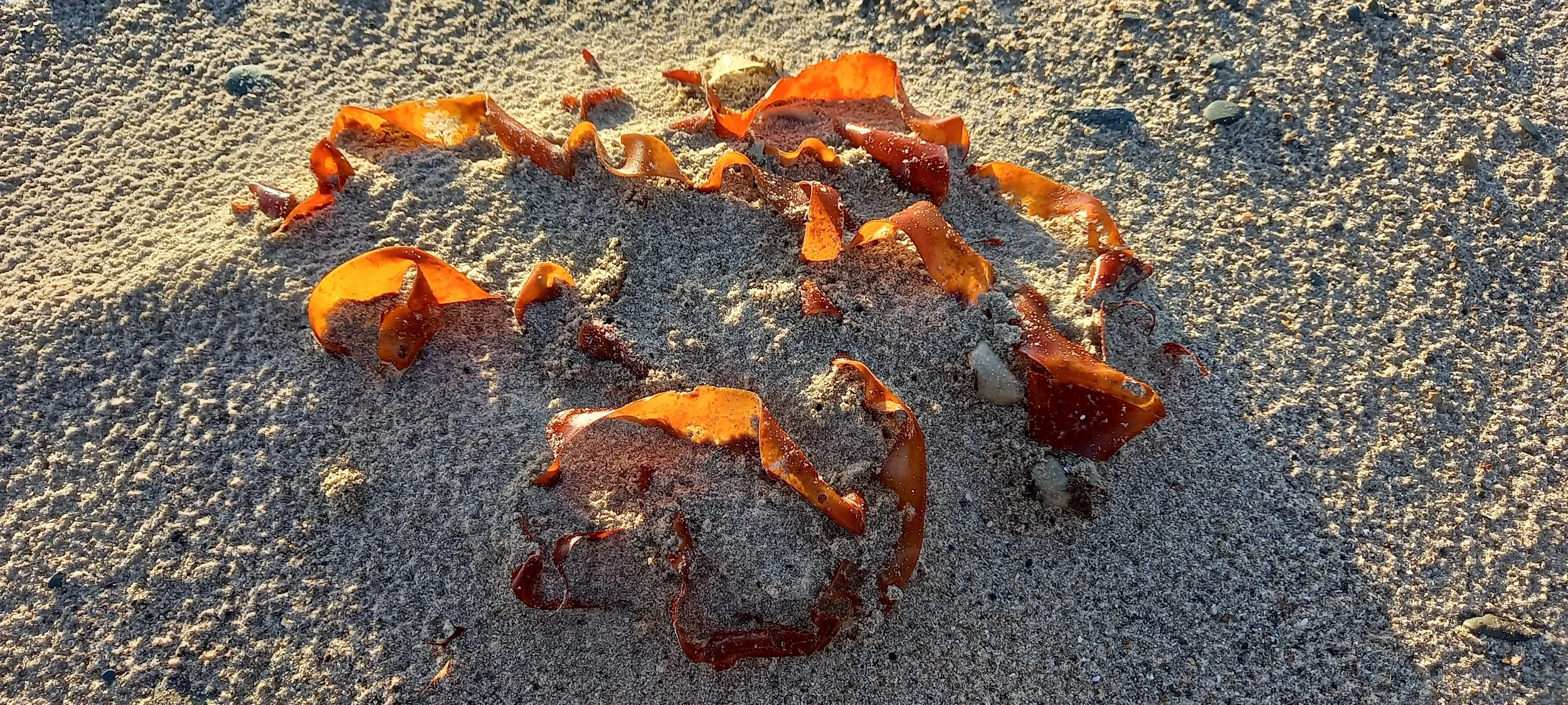 Seaweed catching the sunrise in mid September