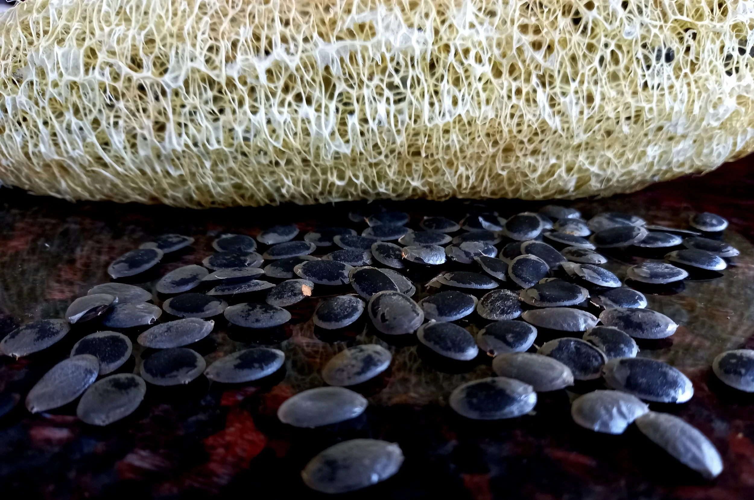 Dried loofah plant with its seeds