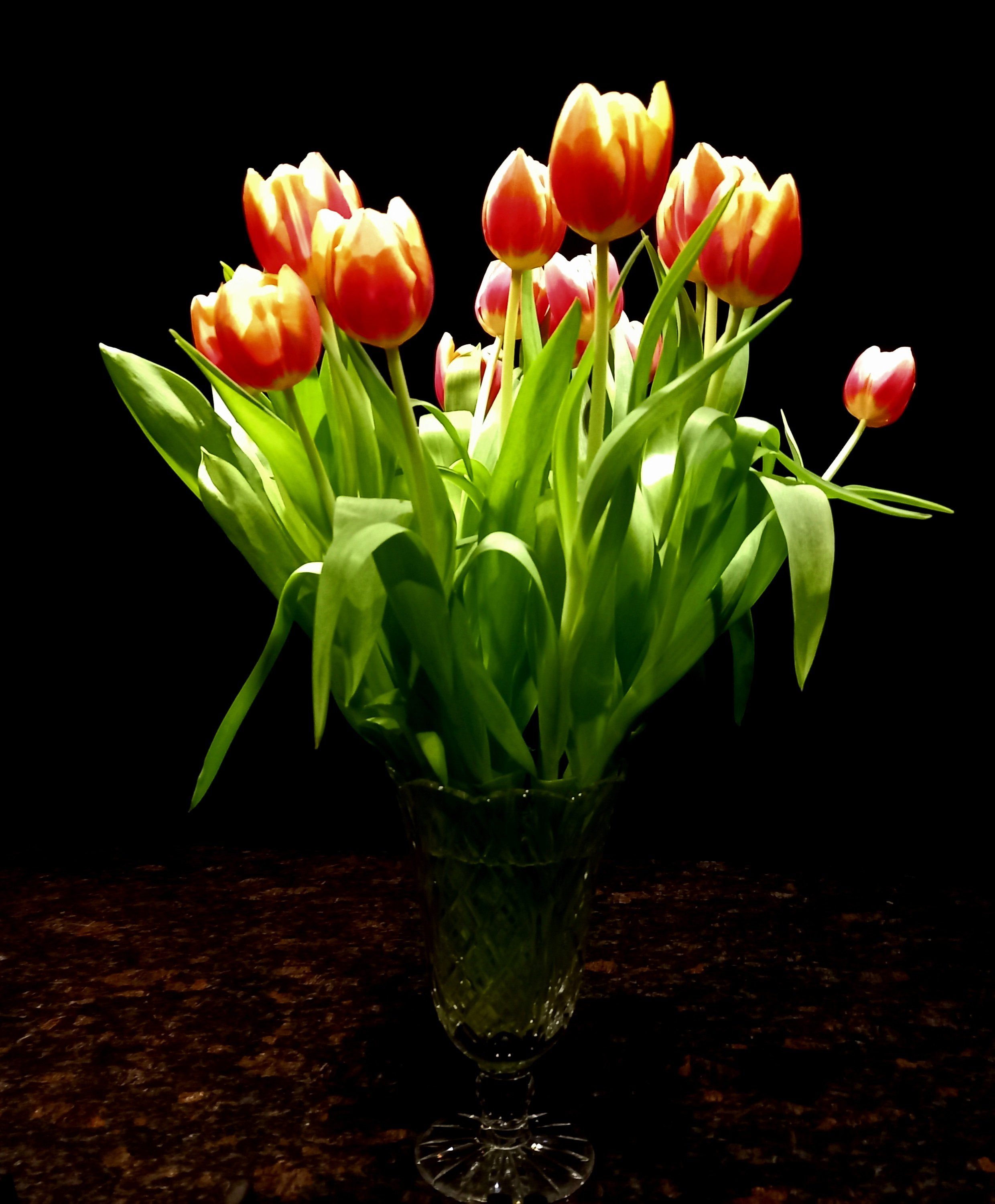 Tulips display